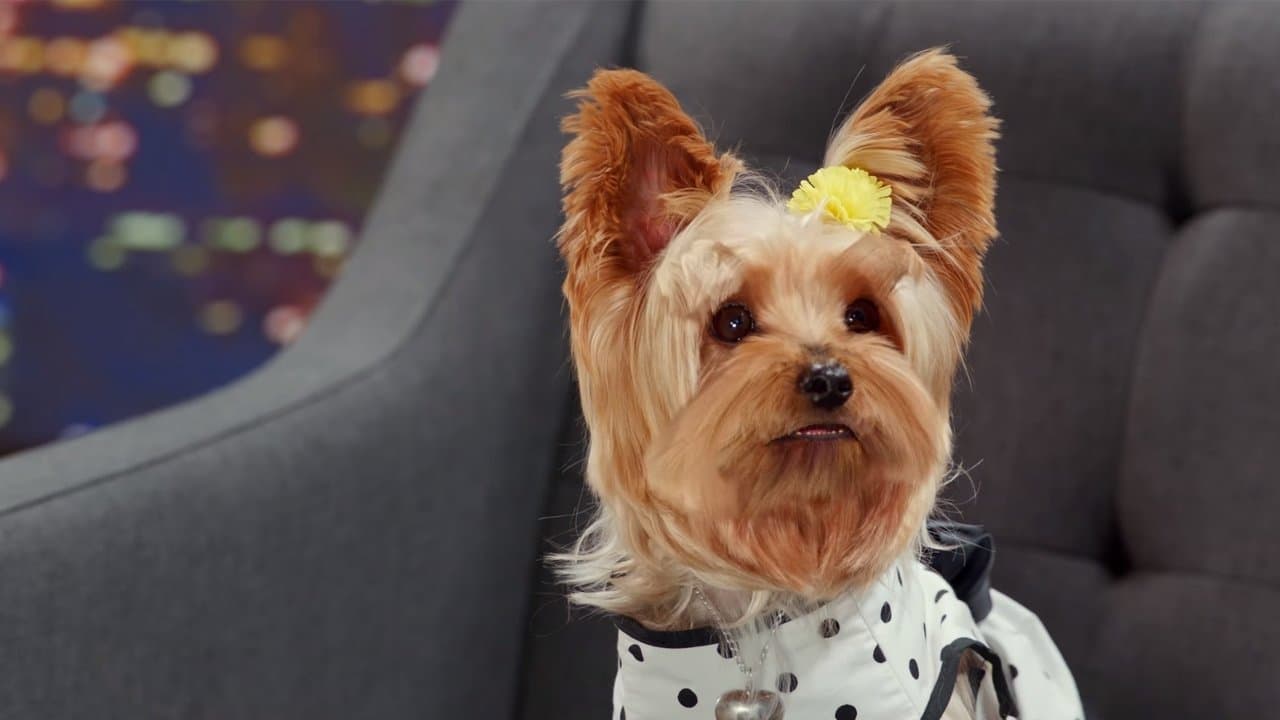 Pup Star: Better 2Gether - immagine