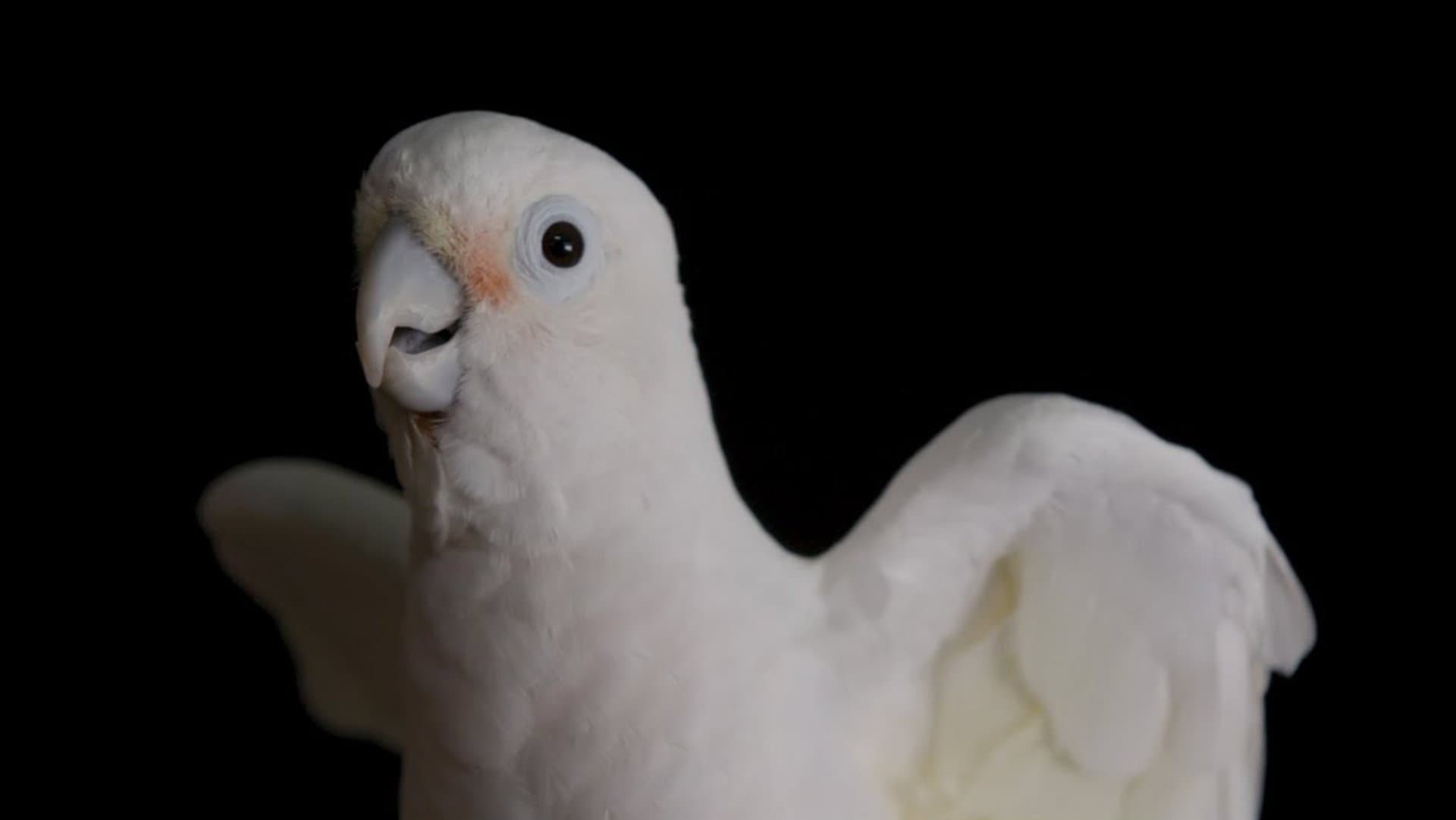 Parrot Kindergarten - immagine