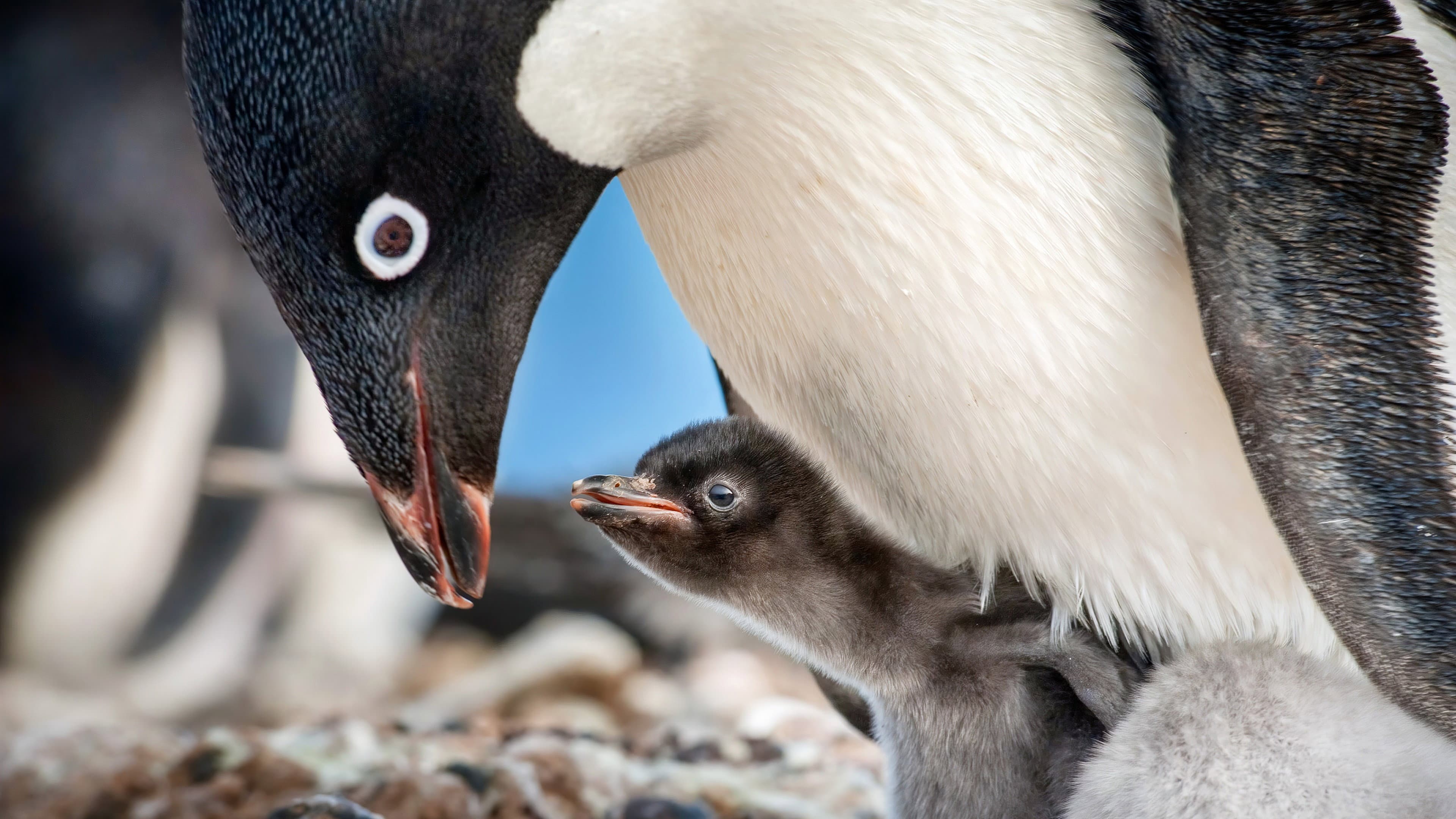 Penguins - immagine