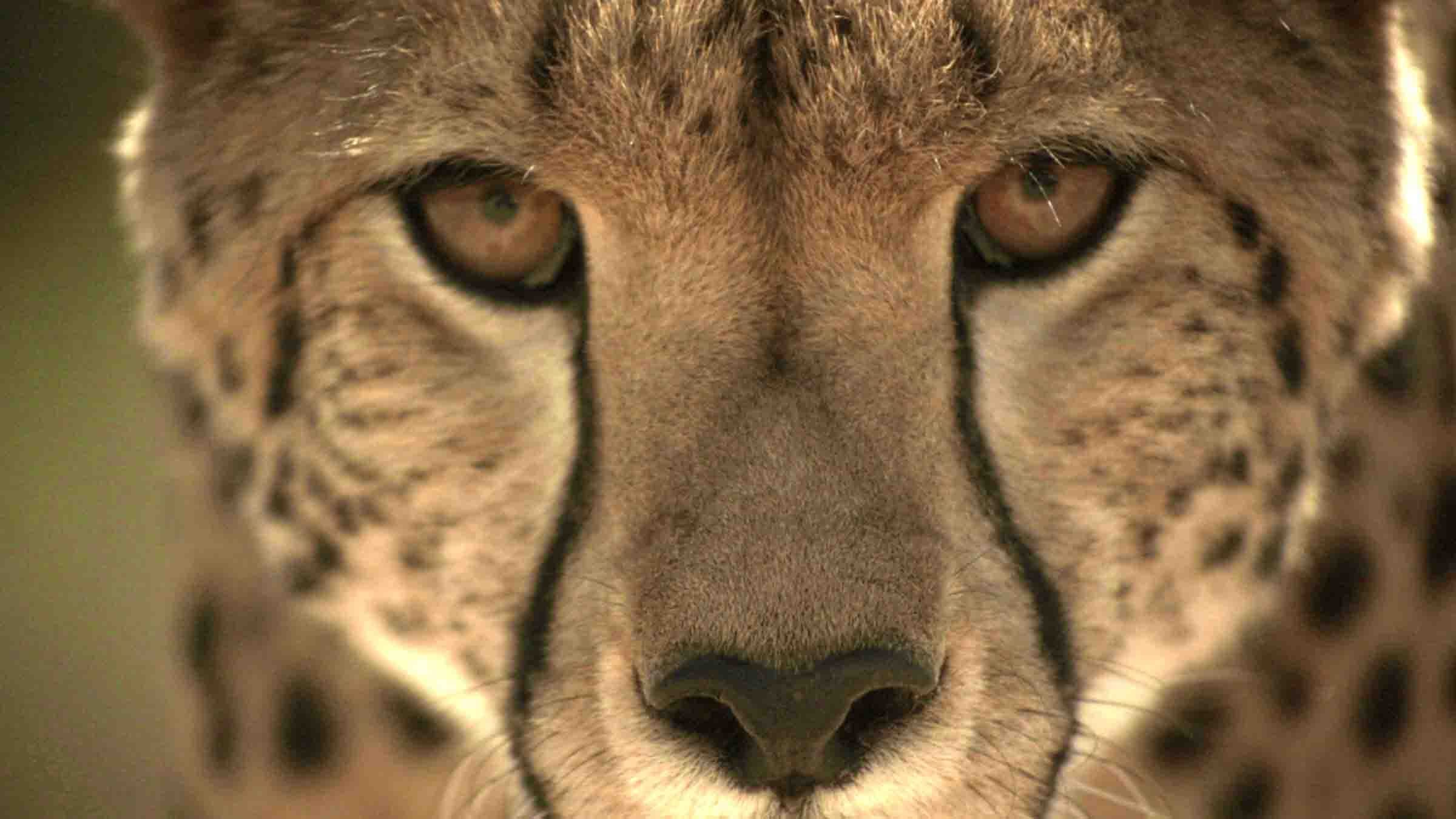 Serengeti Speed Queen - immagine