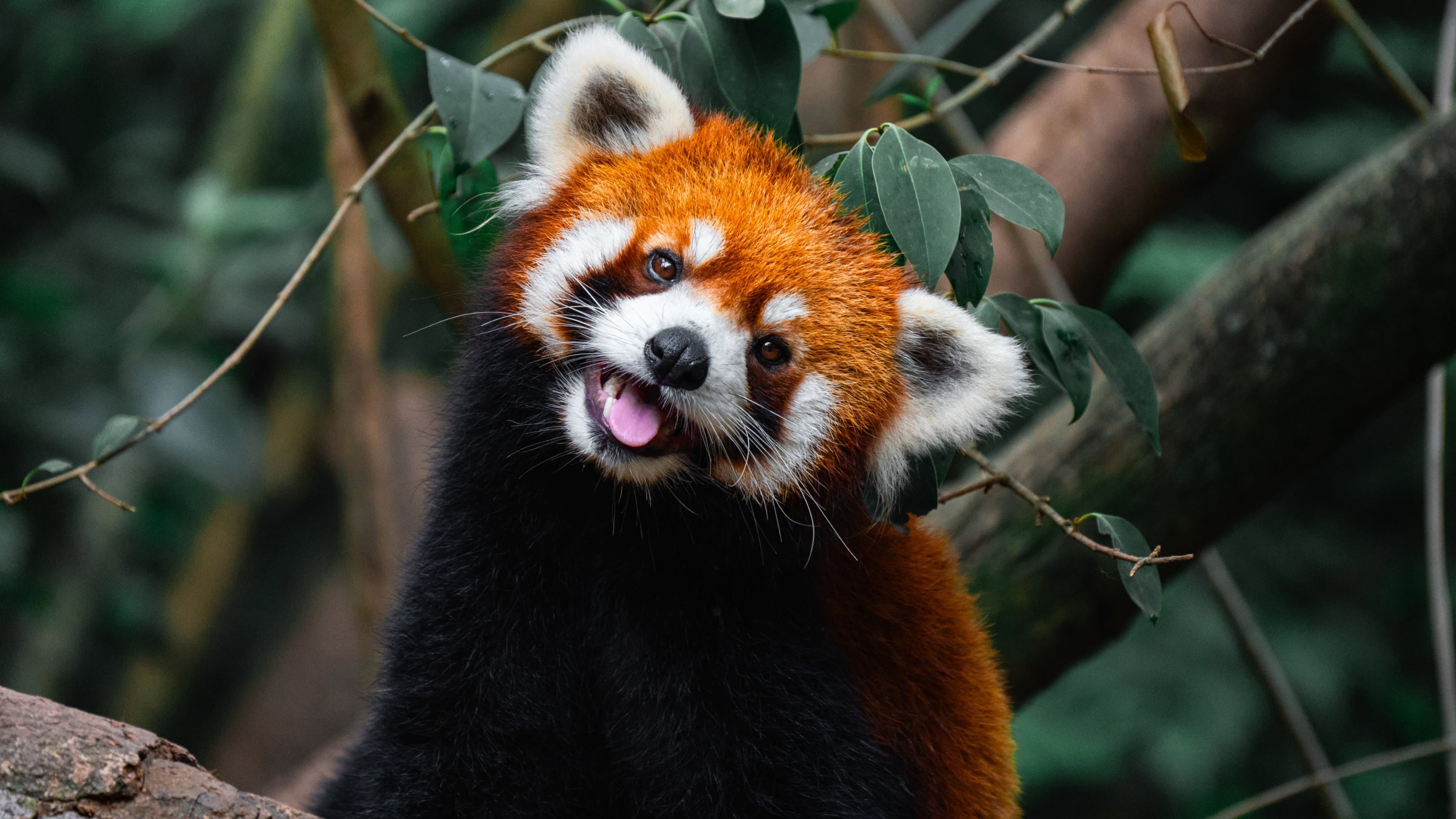 Wild Asia: Life at Extremes - immagine