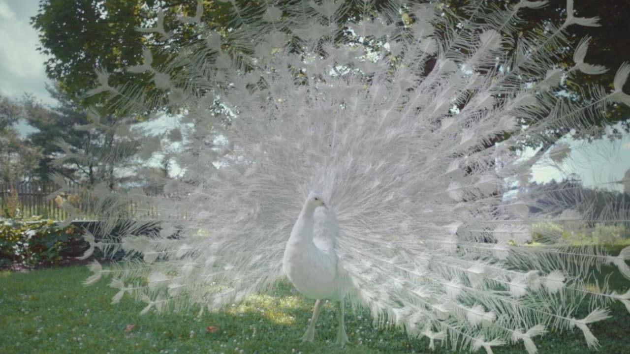 Love Is Blind - immagine