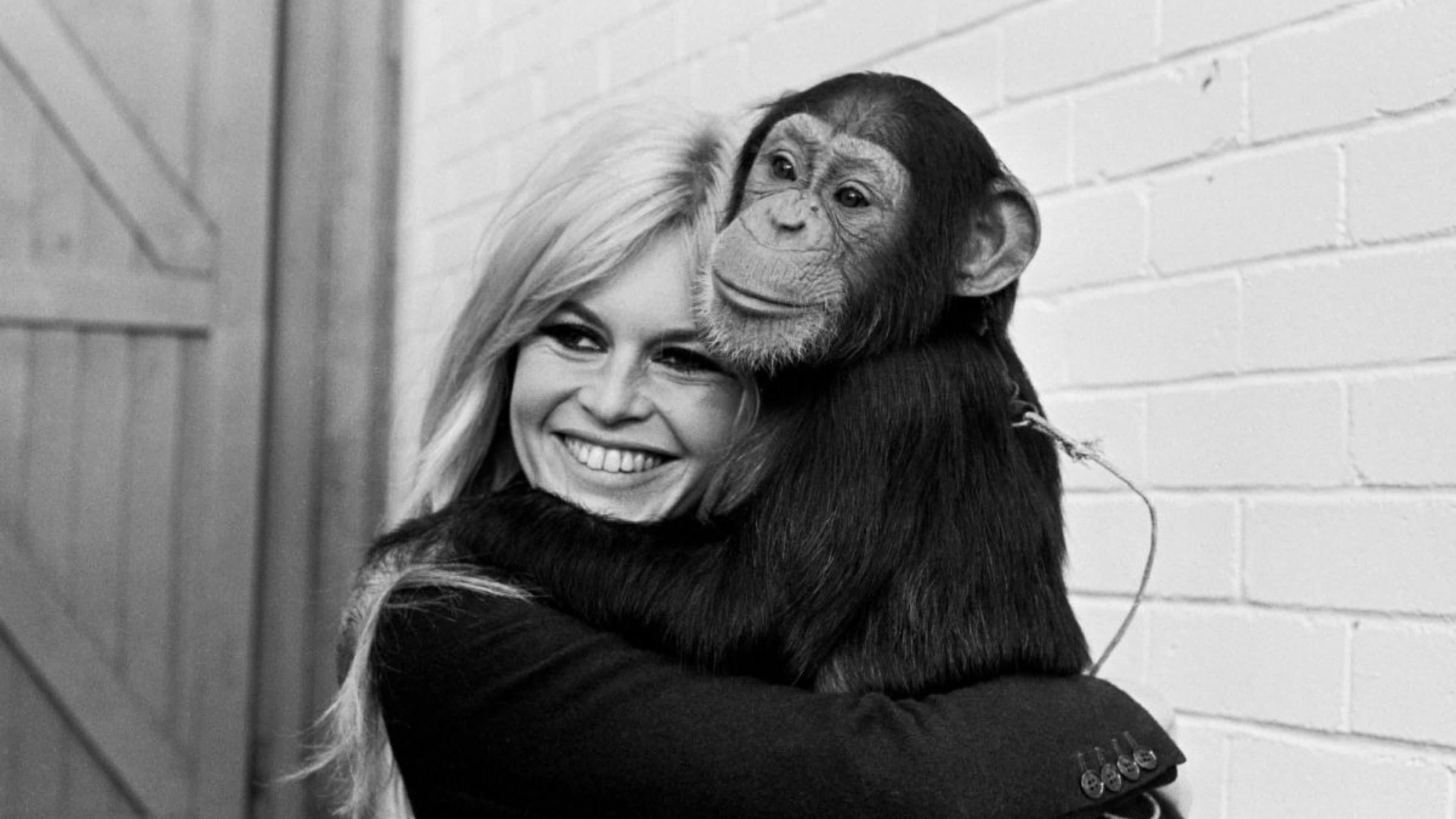 Bardot - immagine