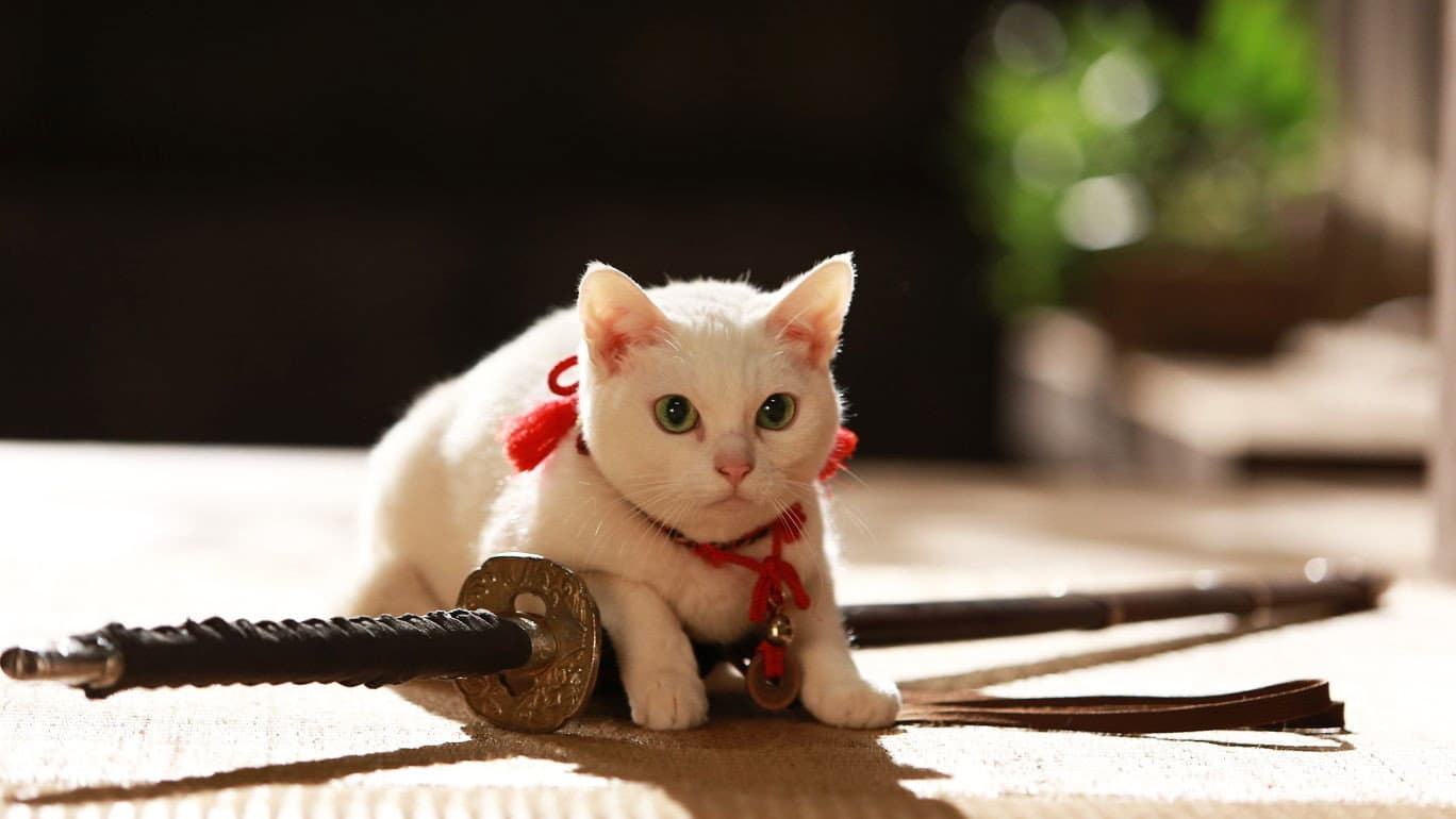 猫侍 南の島へ行く - immagine