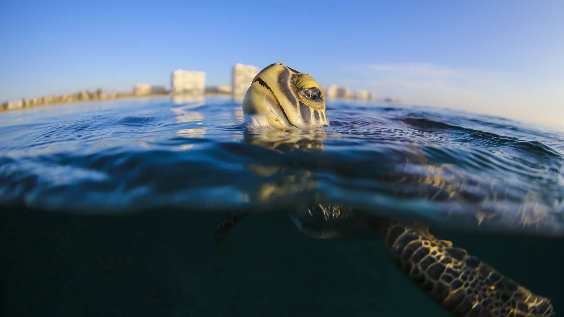 Troubled Waters: A Turtle's Tale - immagine