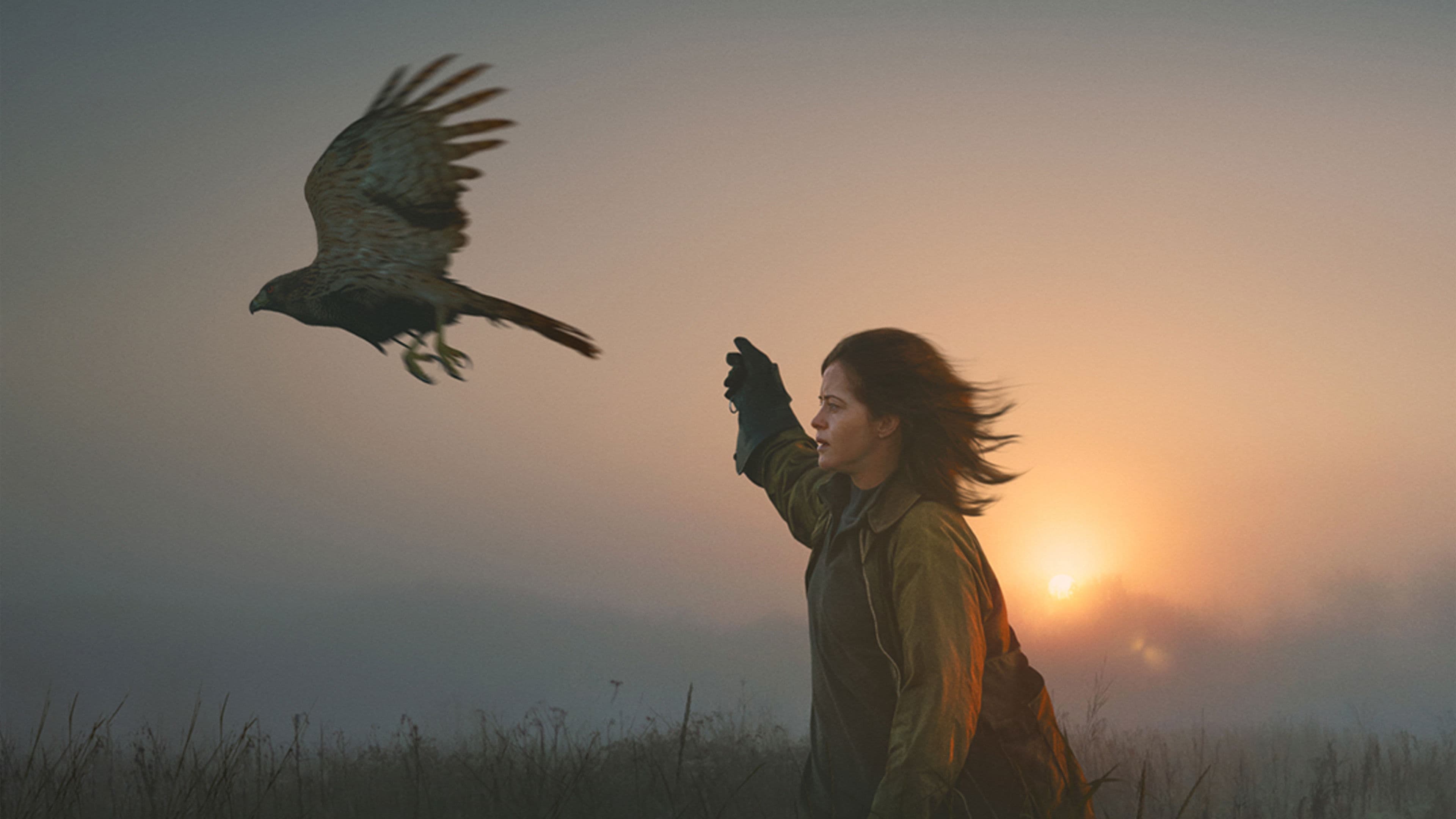 H Is for Hawk - immagine