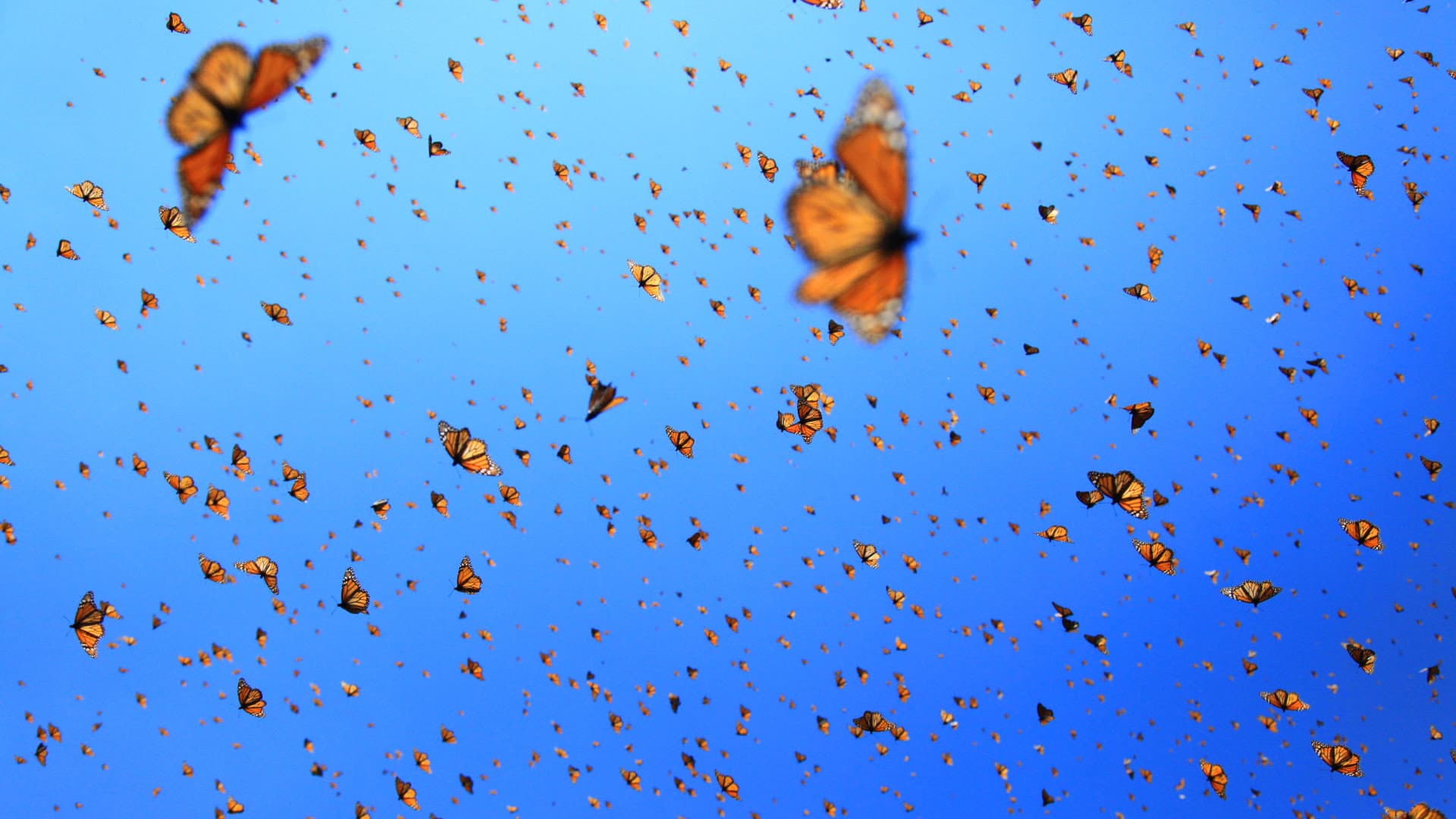 Flight of the Butterflies - immagine