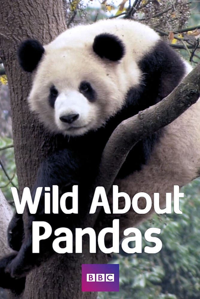 Poster di Tutti pazzi per i panda