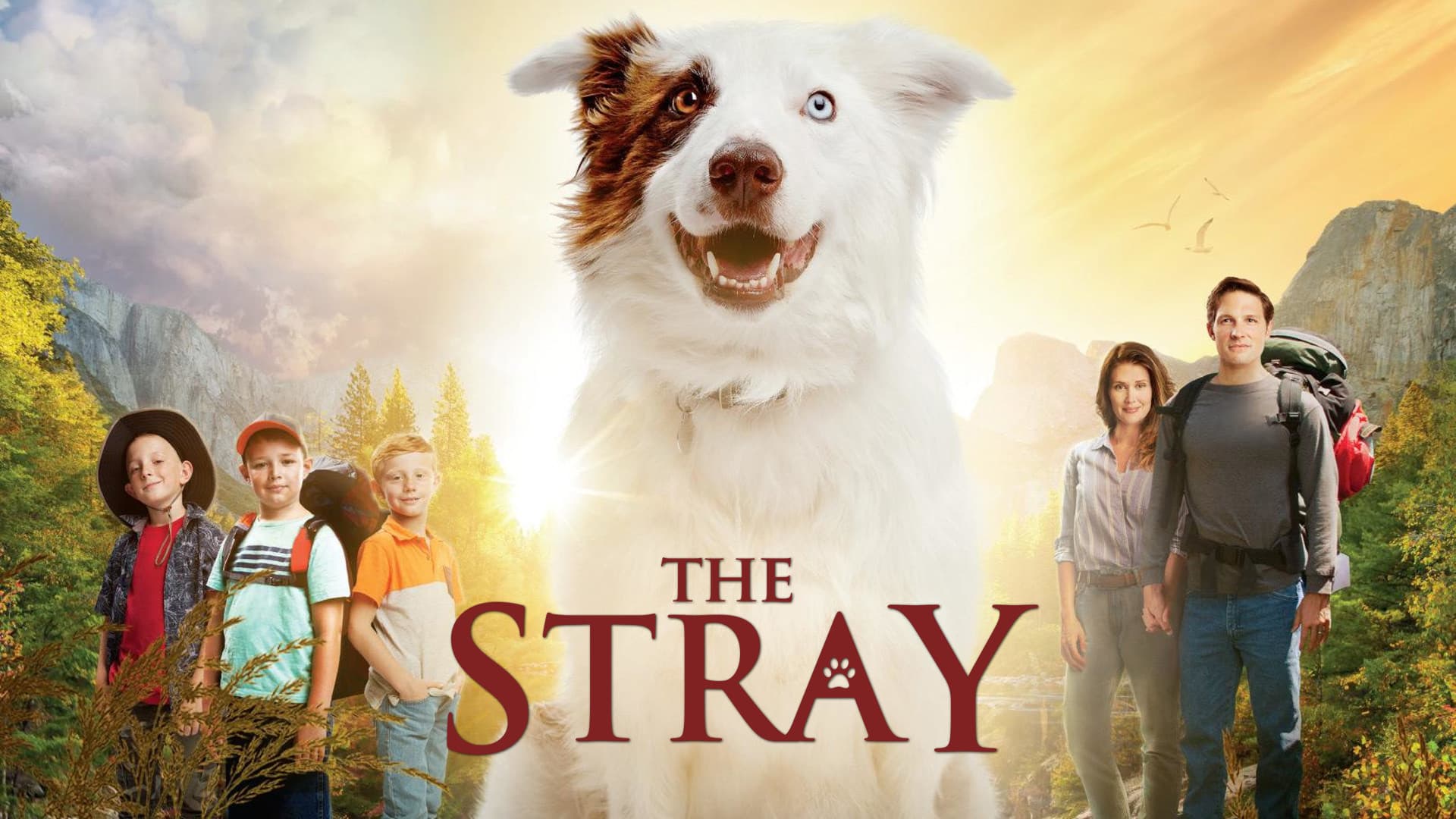 The Stray - immagine
