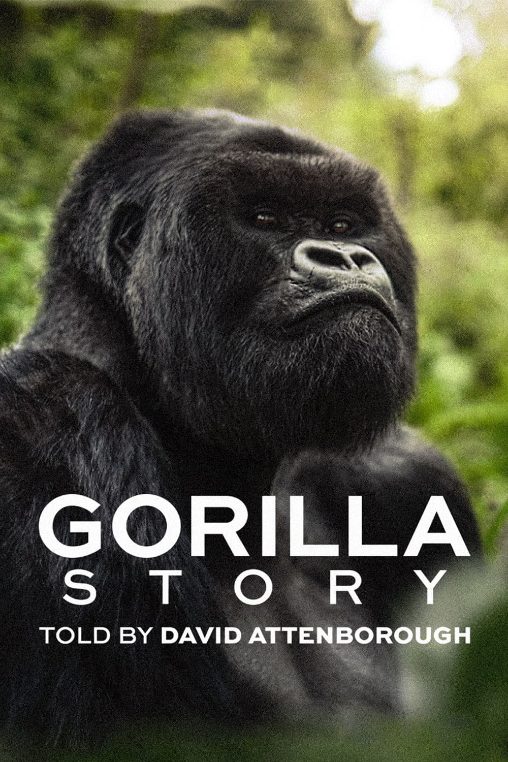 Poster di A Gorilla Story: l'incontro di David Attenborough