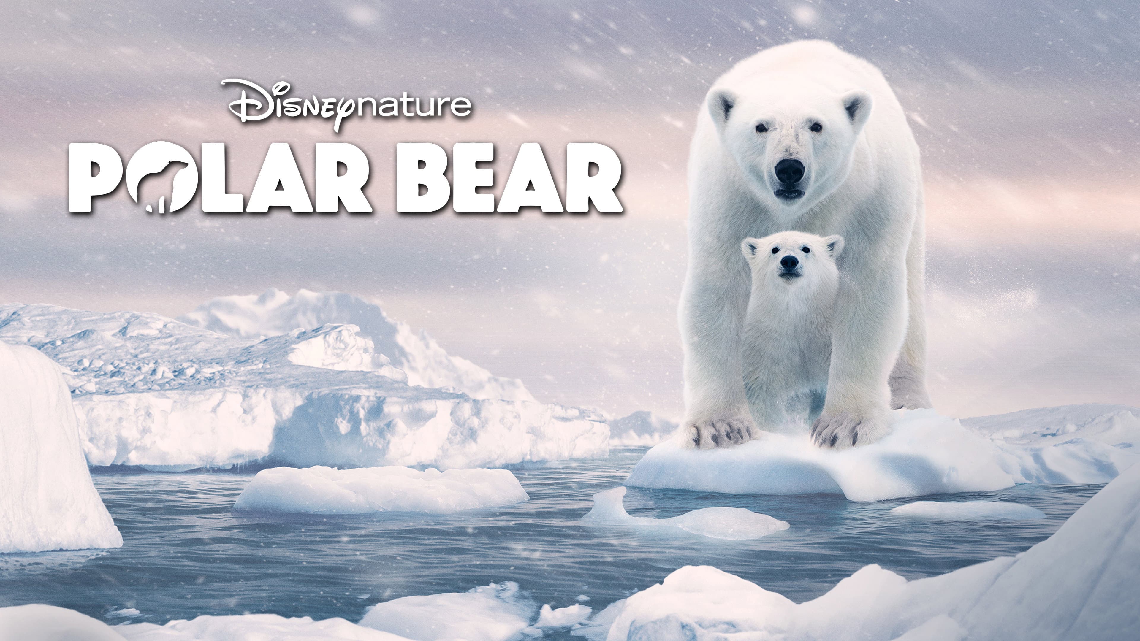Polar Bear - immagine