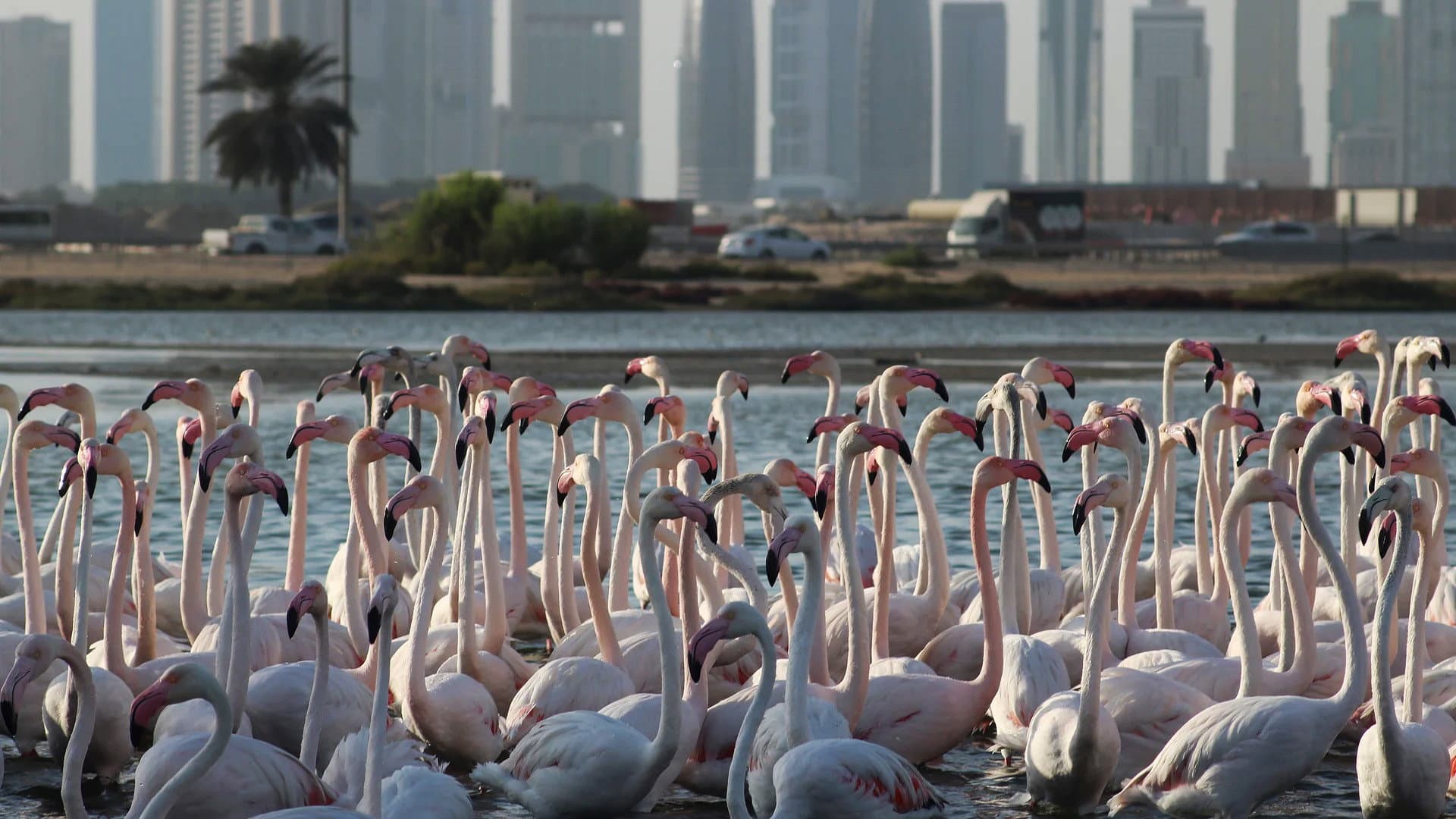 Wild Dubai - immagine