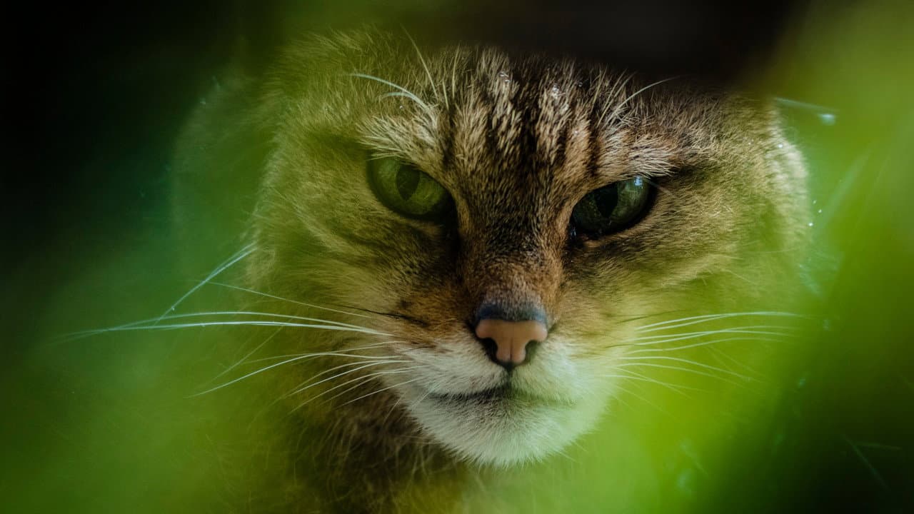 The Tigers of Scotland - immagine