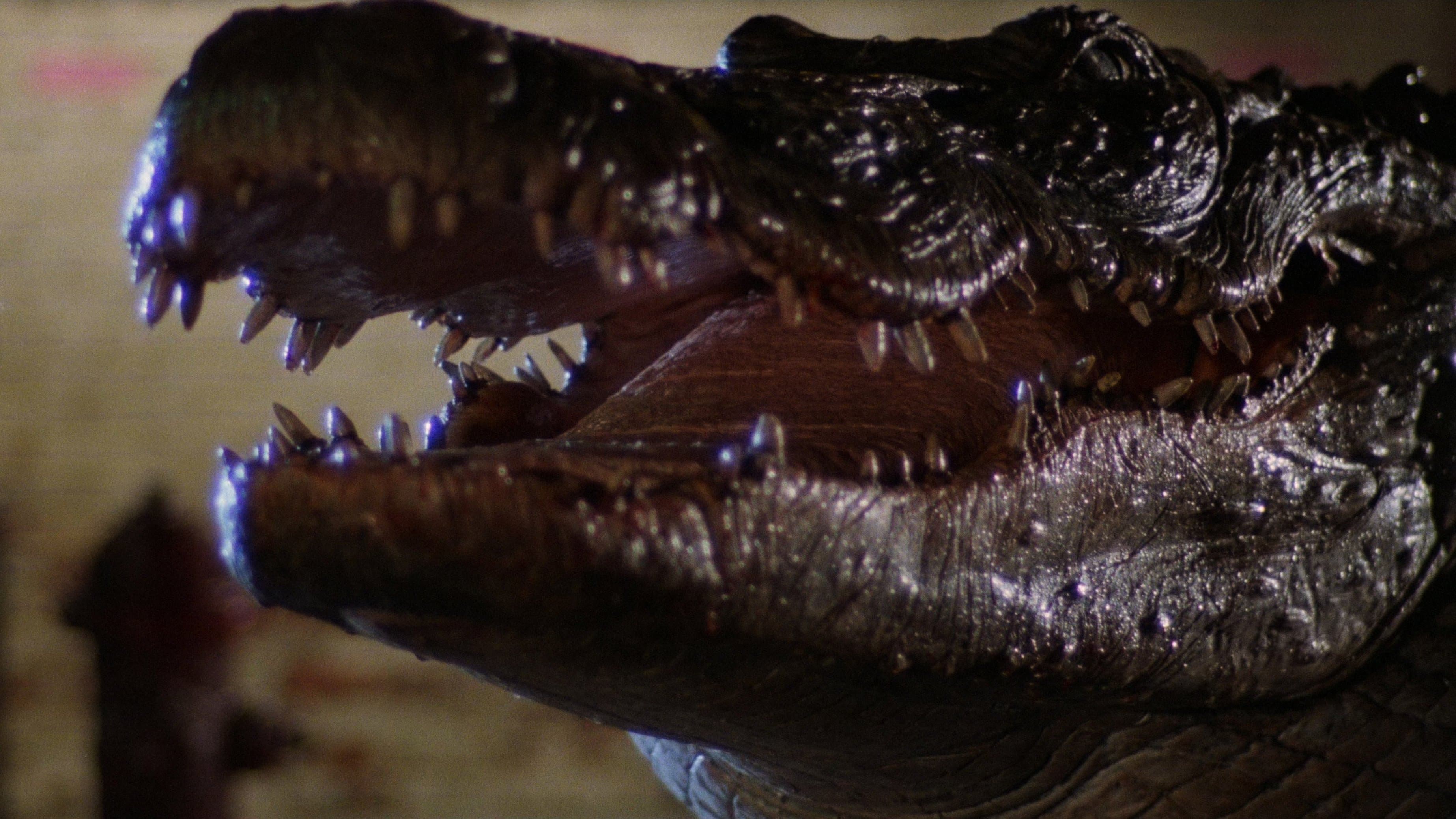 Alligator - immagine