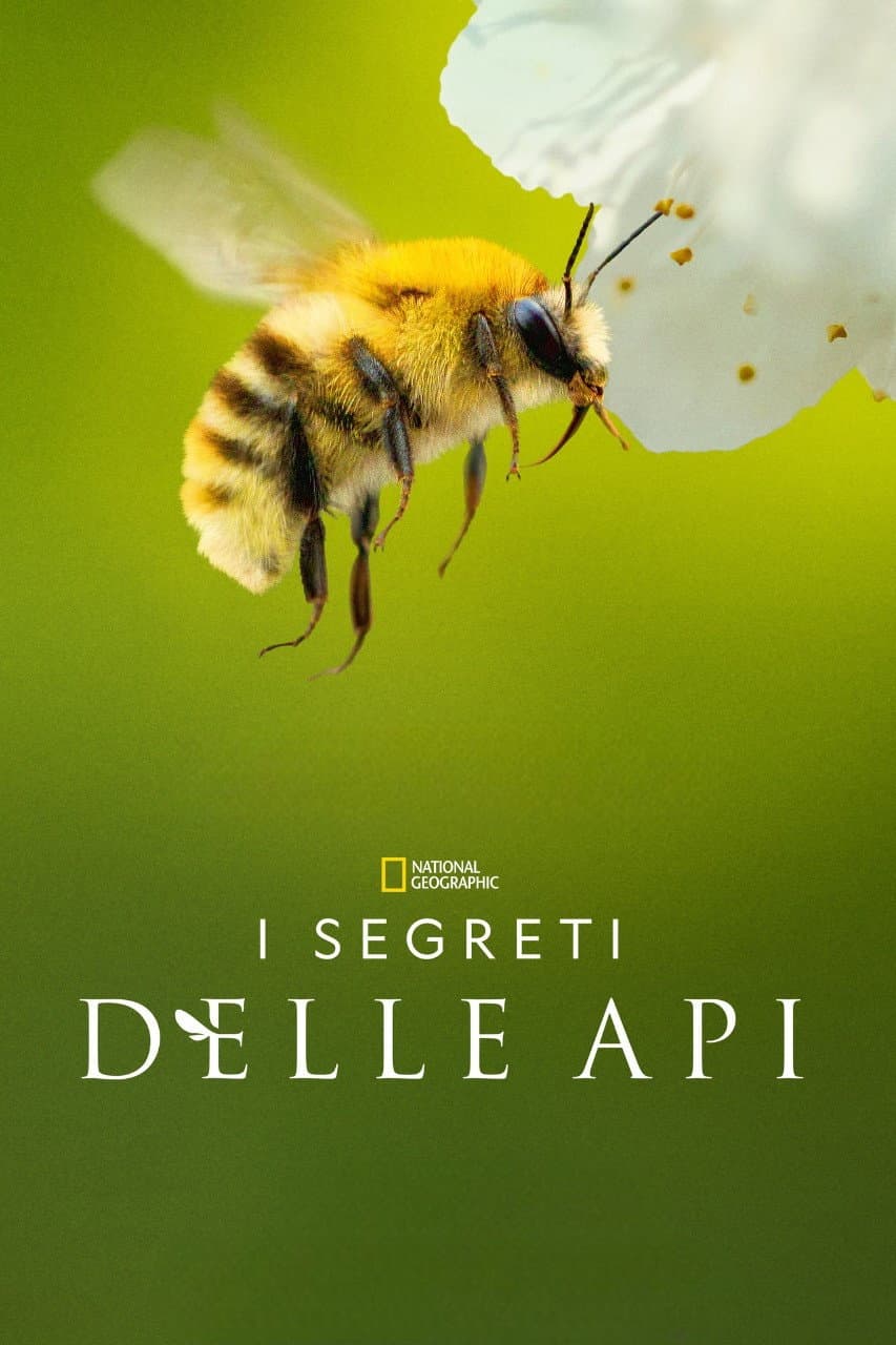 Poster di I segreti delle api