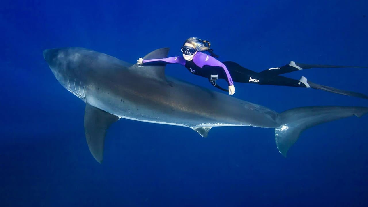 Saving Jaws - immagine