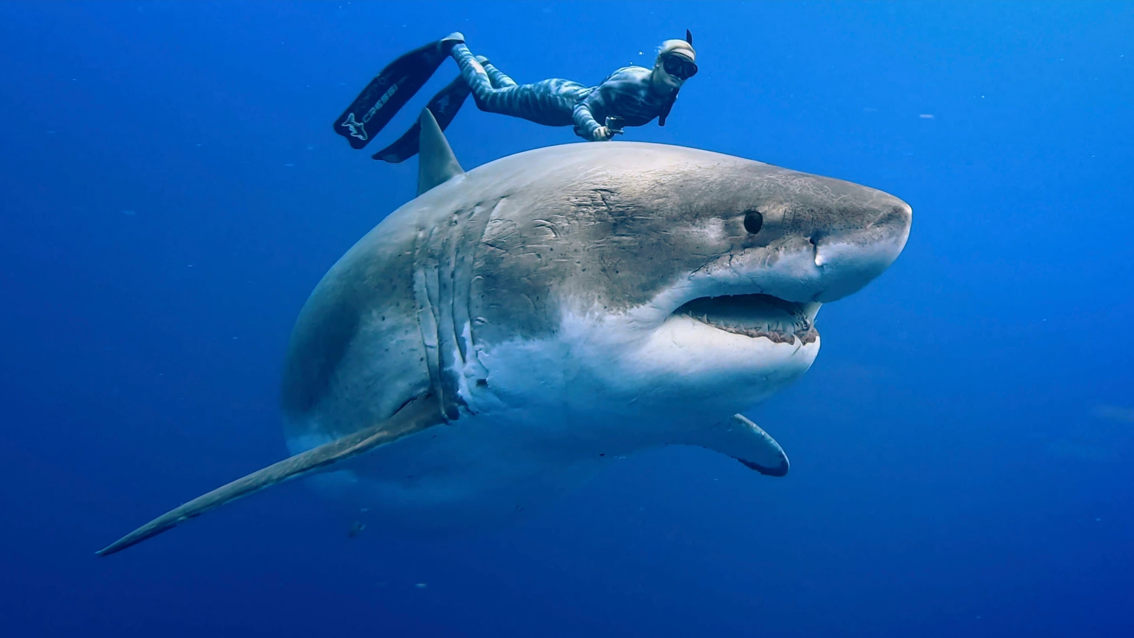 Envoy: Shark Cull - immagine