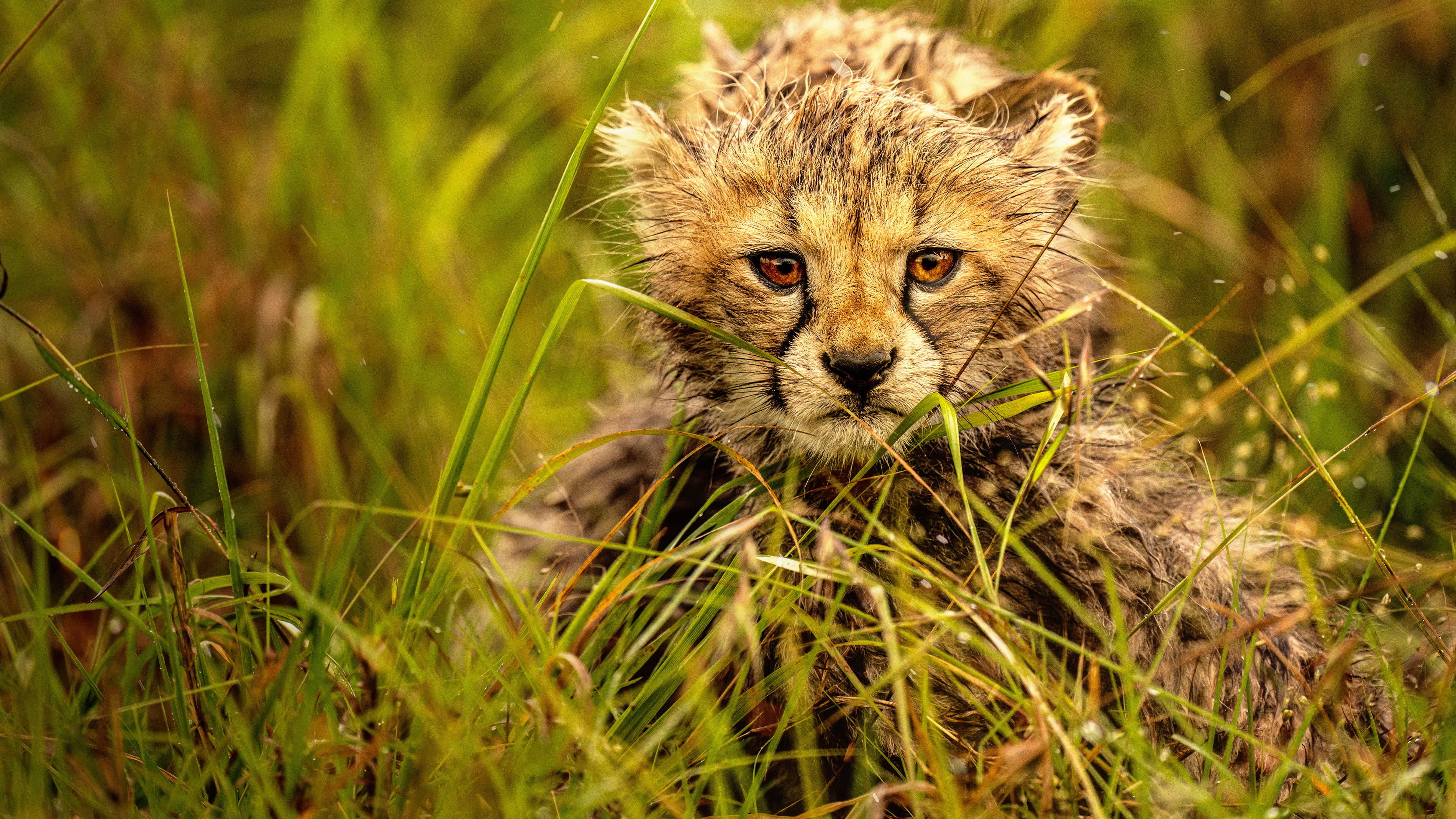 The Way of the Cheetah - immagine