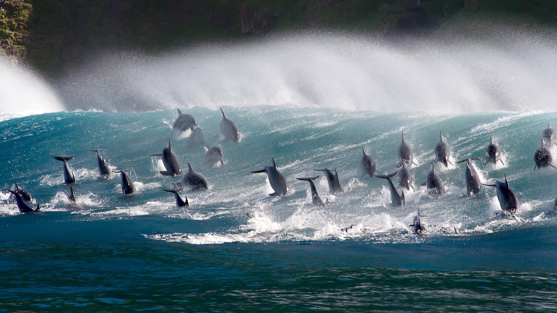 La vita negli oceani - immagine