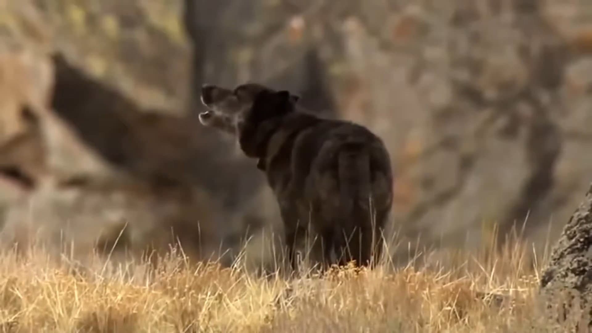 In the Valley of the Wolves - immagine