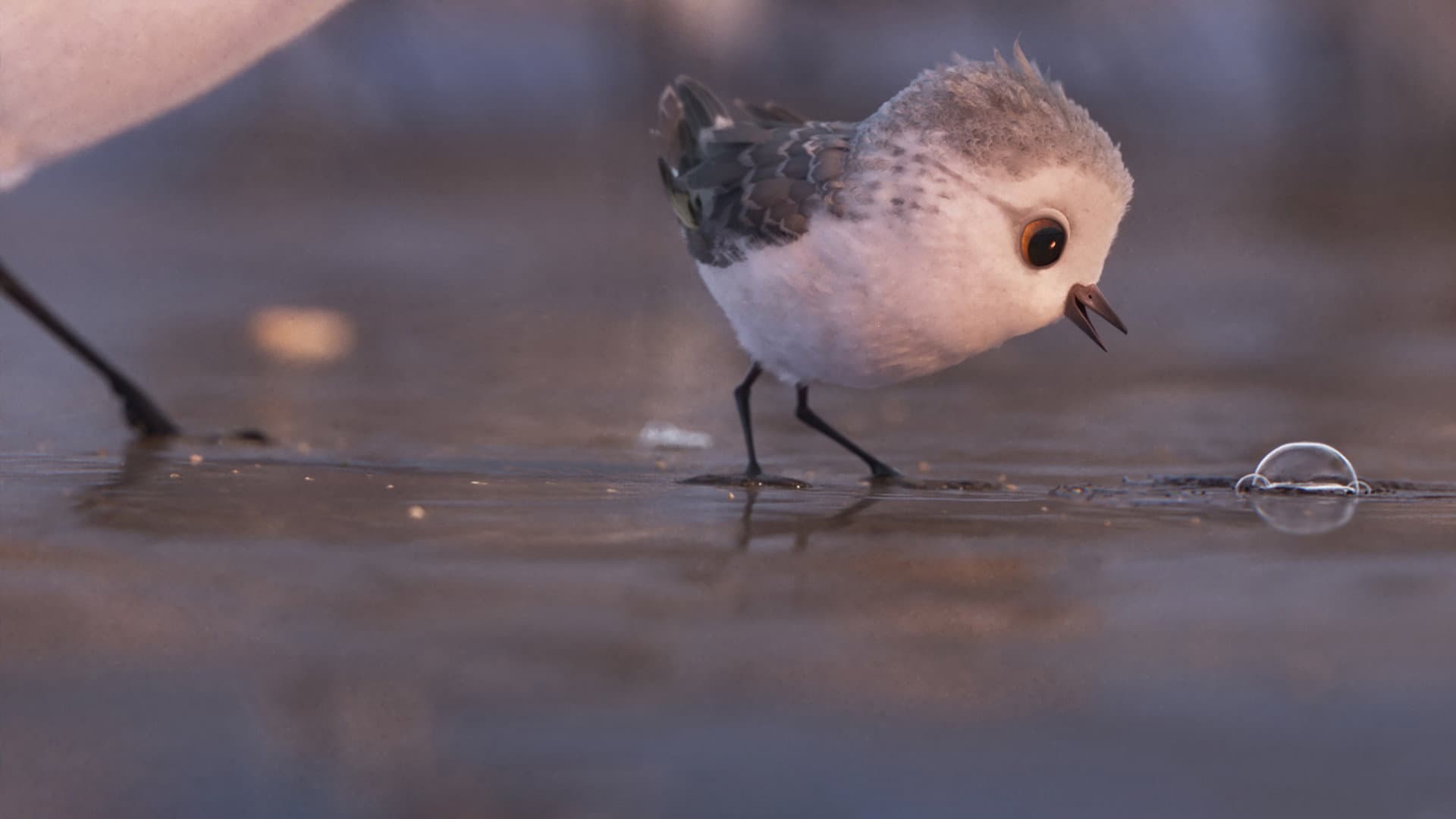 Piper - immagine