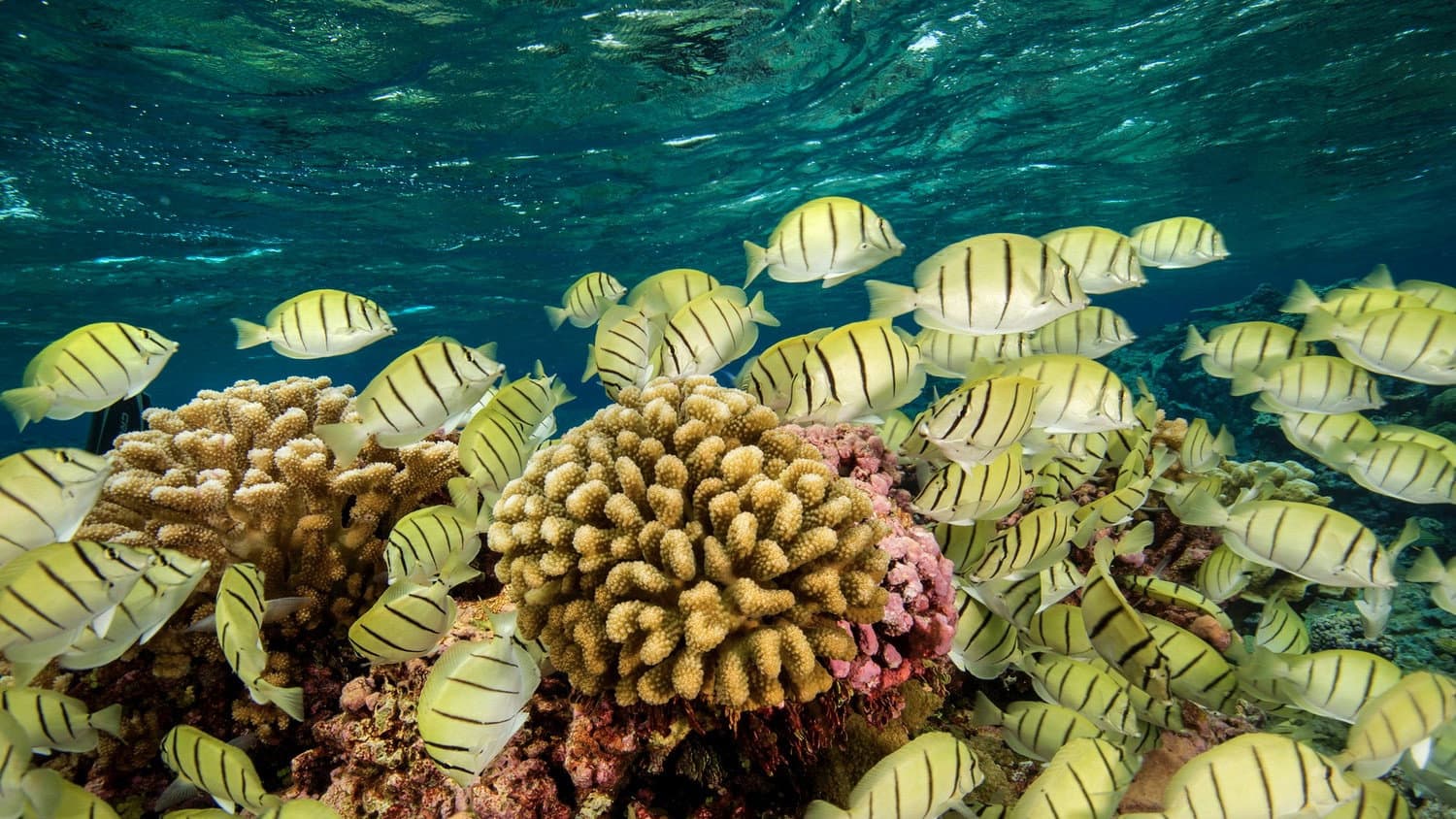 Ocean Paradise - immagine
