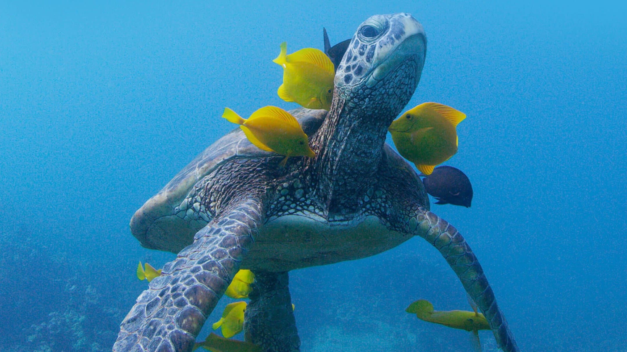 Soul of the Ocean - immagine