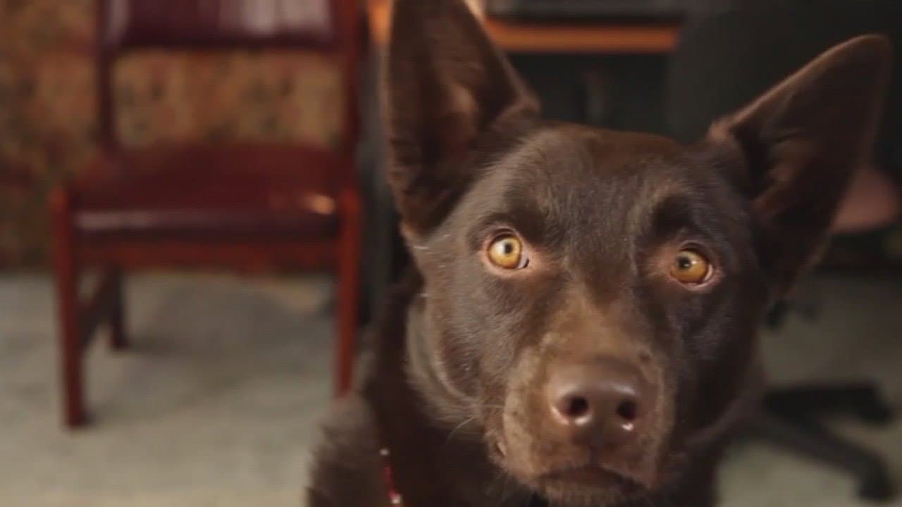 Koko: A Red Dog Story - immagine