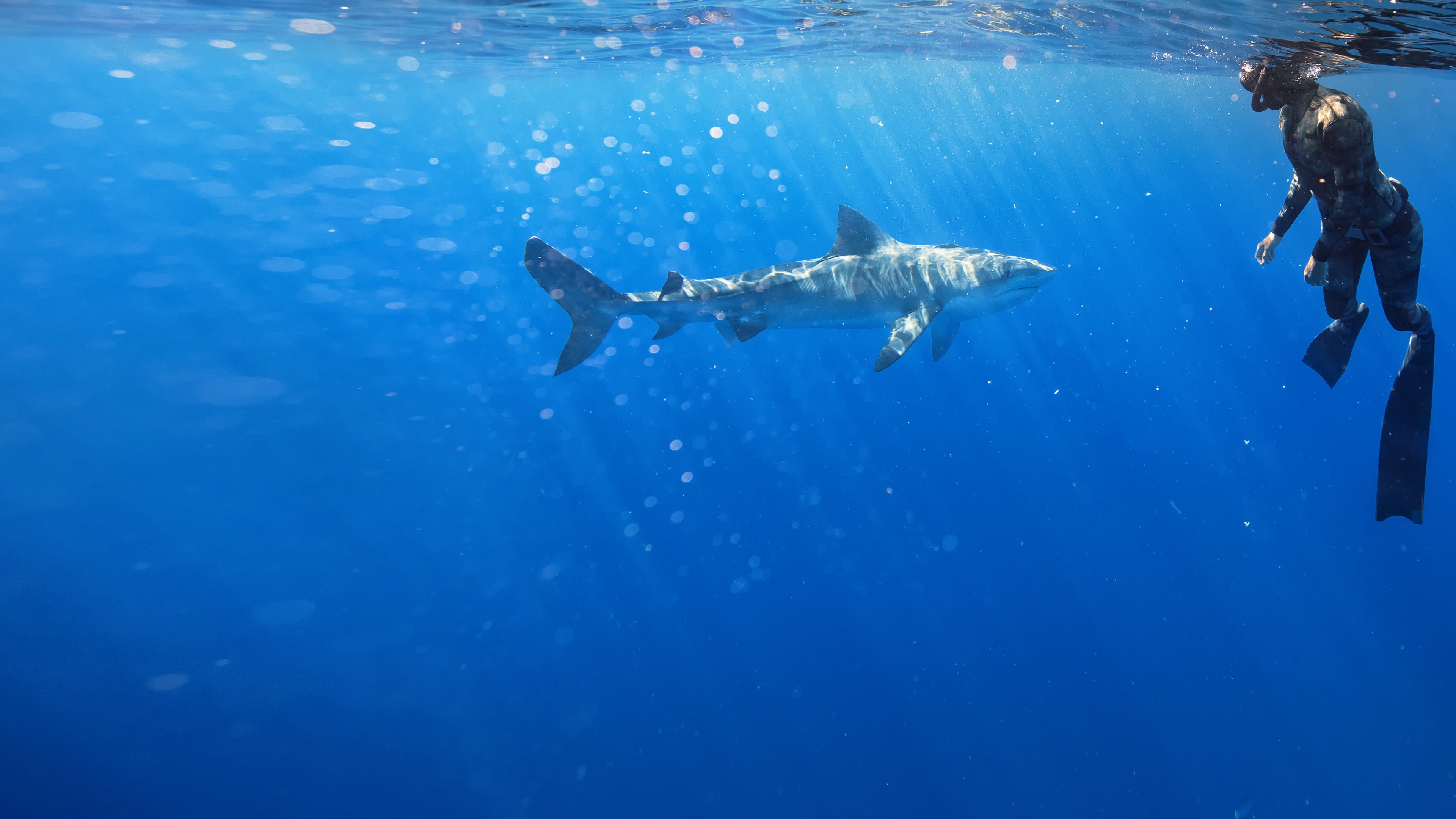 Maui Shark Mystery - immagine
