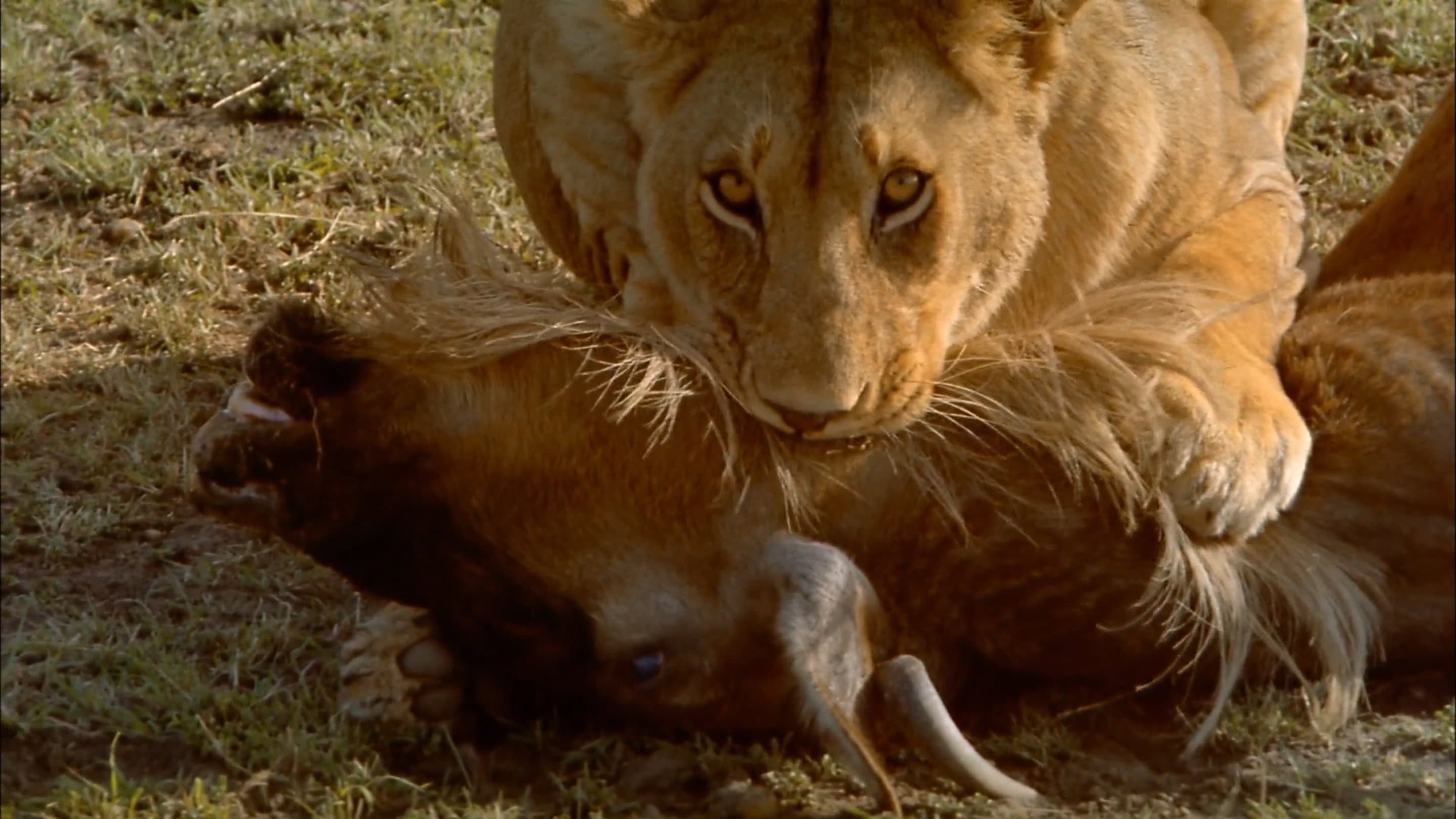 Africa: The Serengeti - immagine