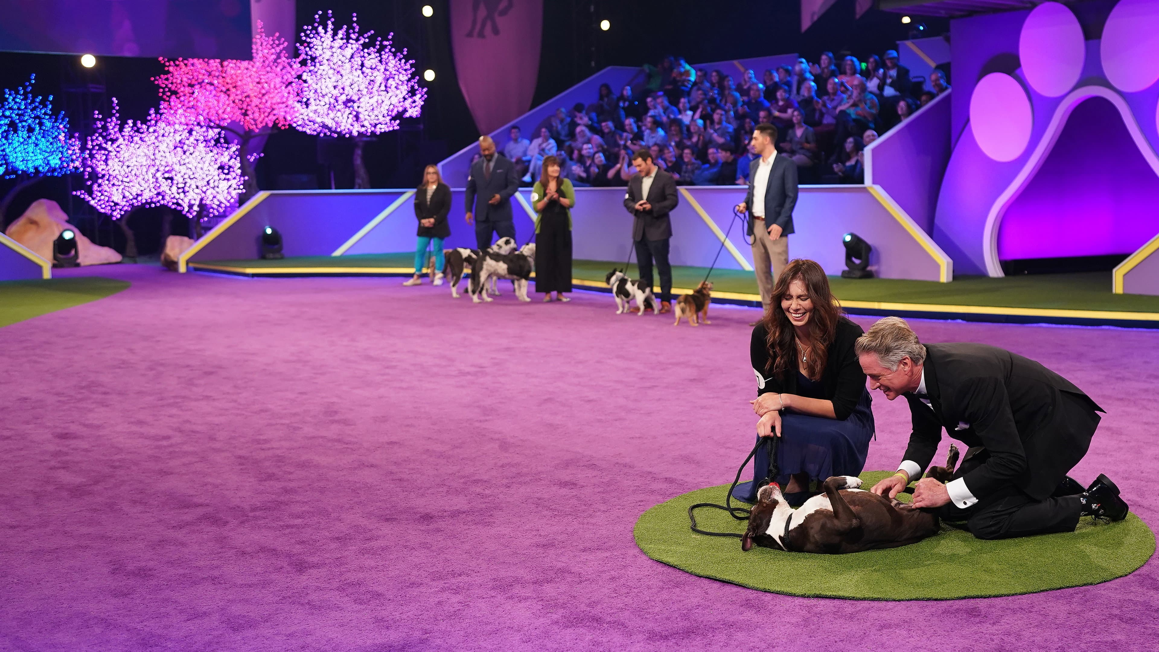 2022 American Rescue Dog Show - immagine