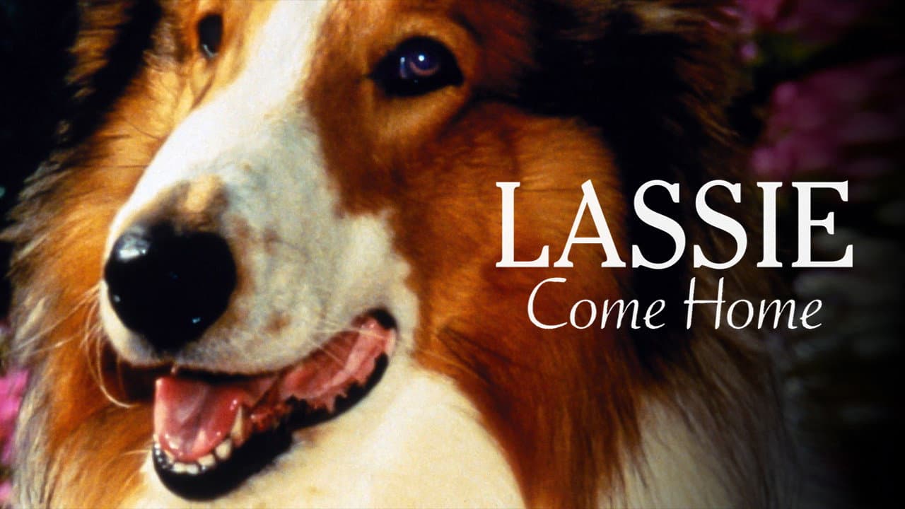 Torna a casa Lassie! - immagine
