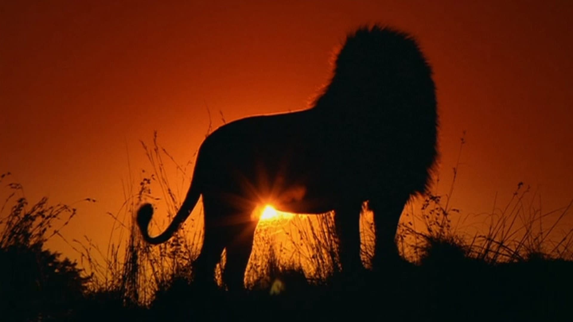 Le Lion - immagine
