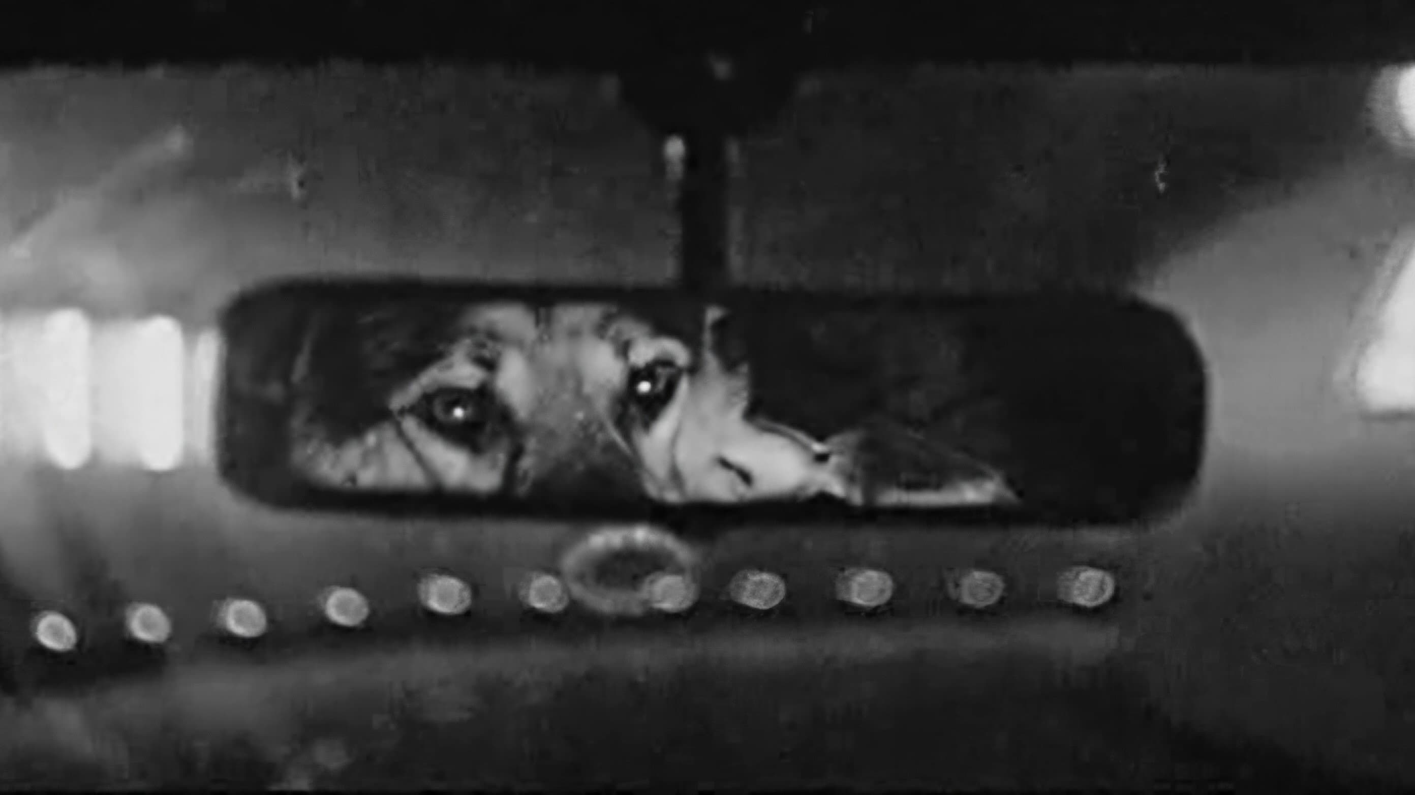 Le Chien - immagine