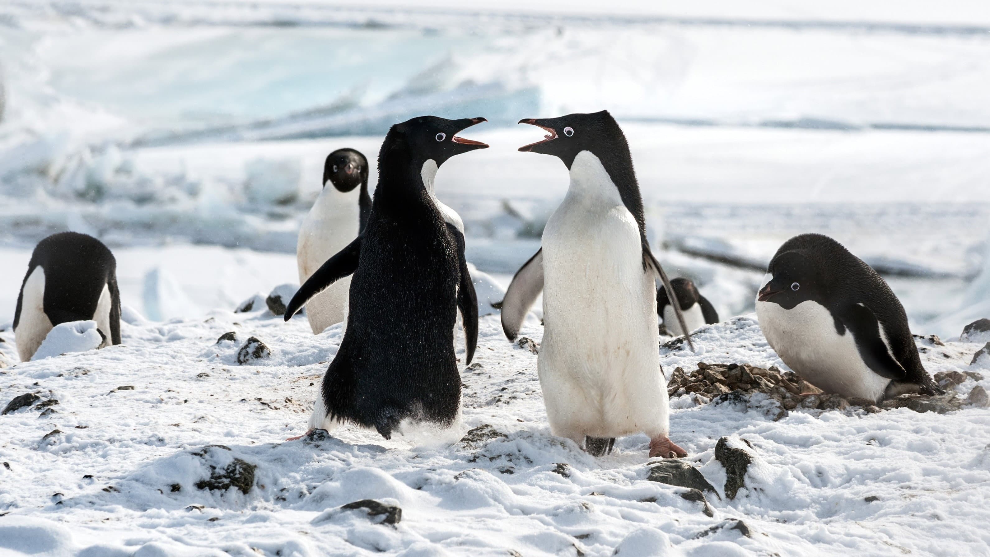 Penguins - immagine