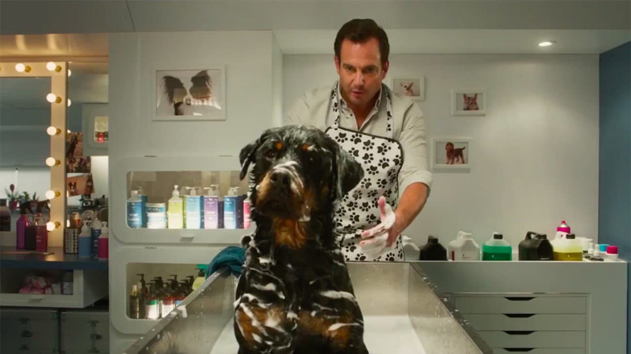 Show dogs - Entriamo in scena - immagine