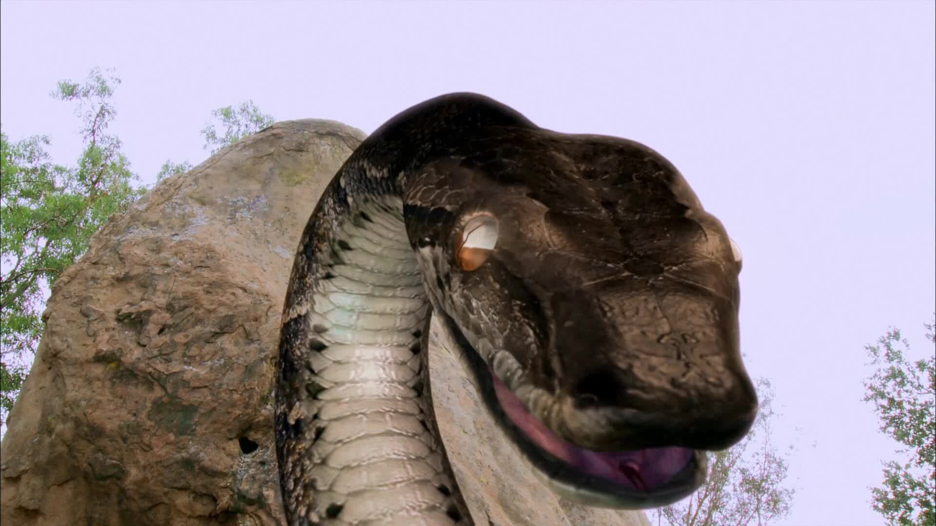Megaconda - immagine