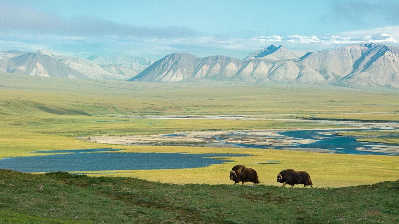 American Arctic - immagine