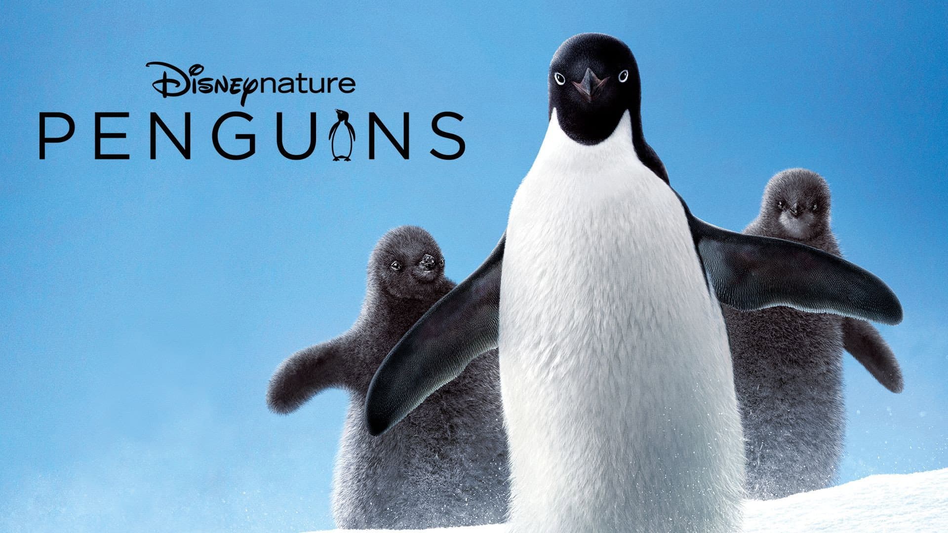 Penguins - immagine