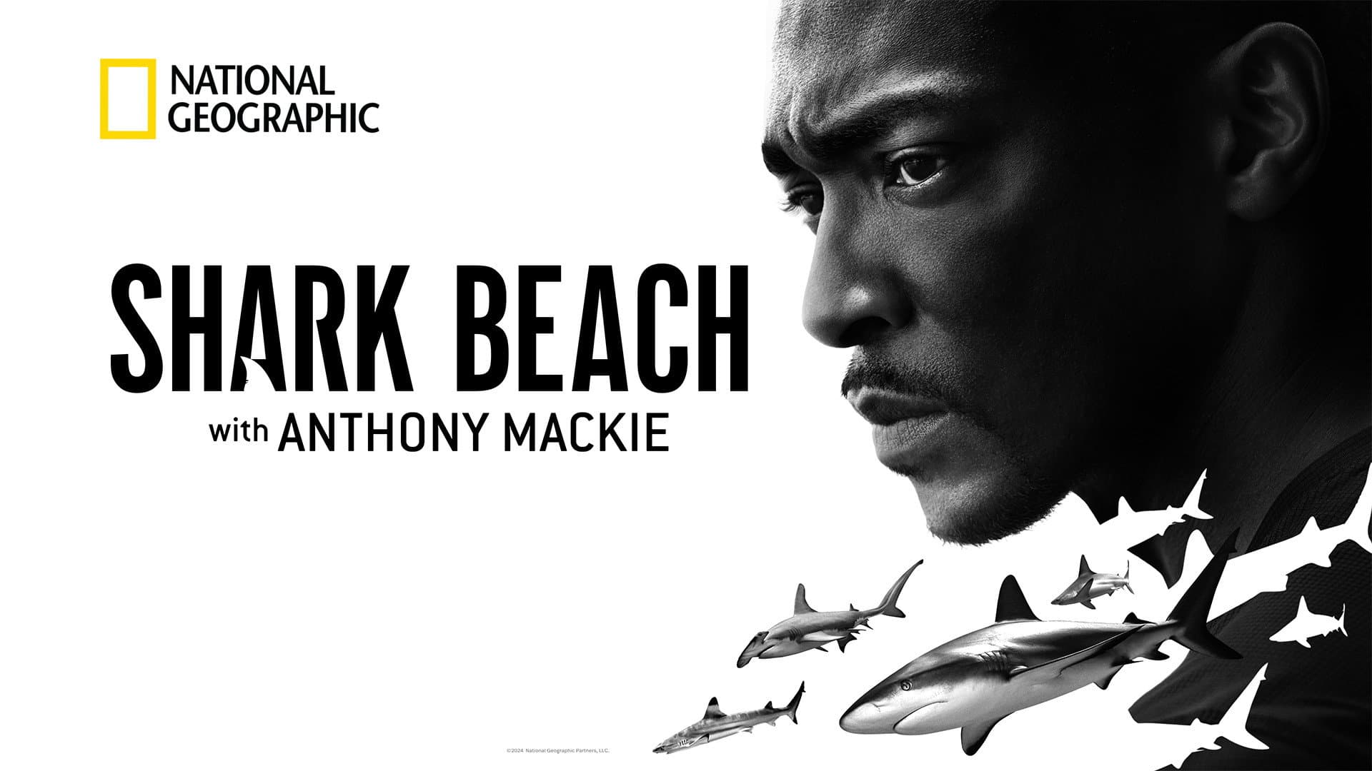 Shark Beach with Anthony Mackie - immagine