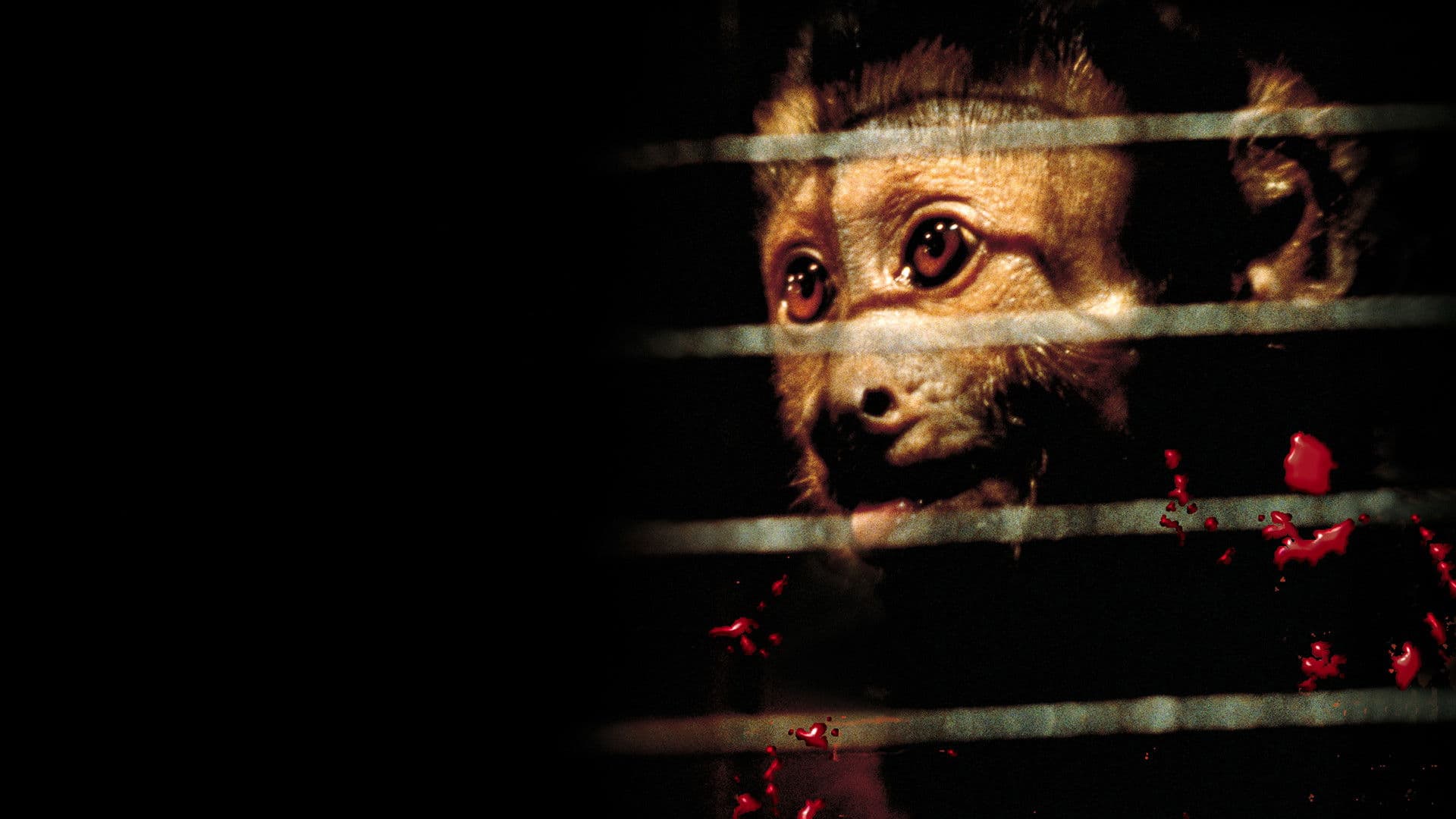 Monkey Shines - Esperimento nel terrore - immagine