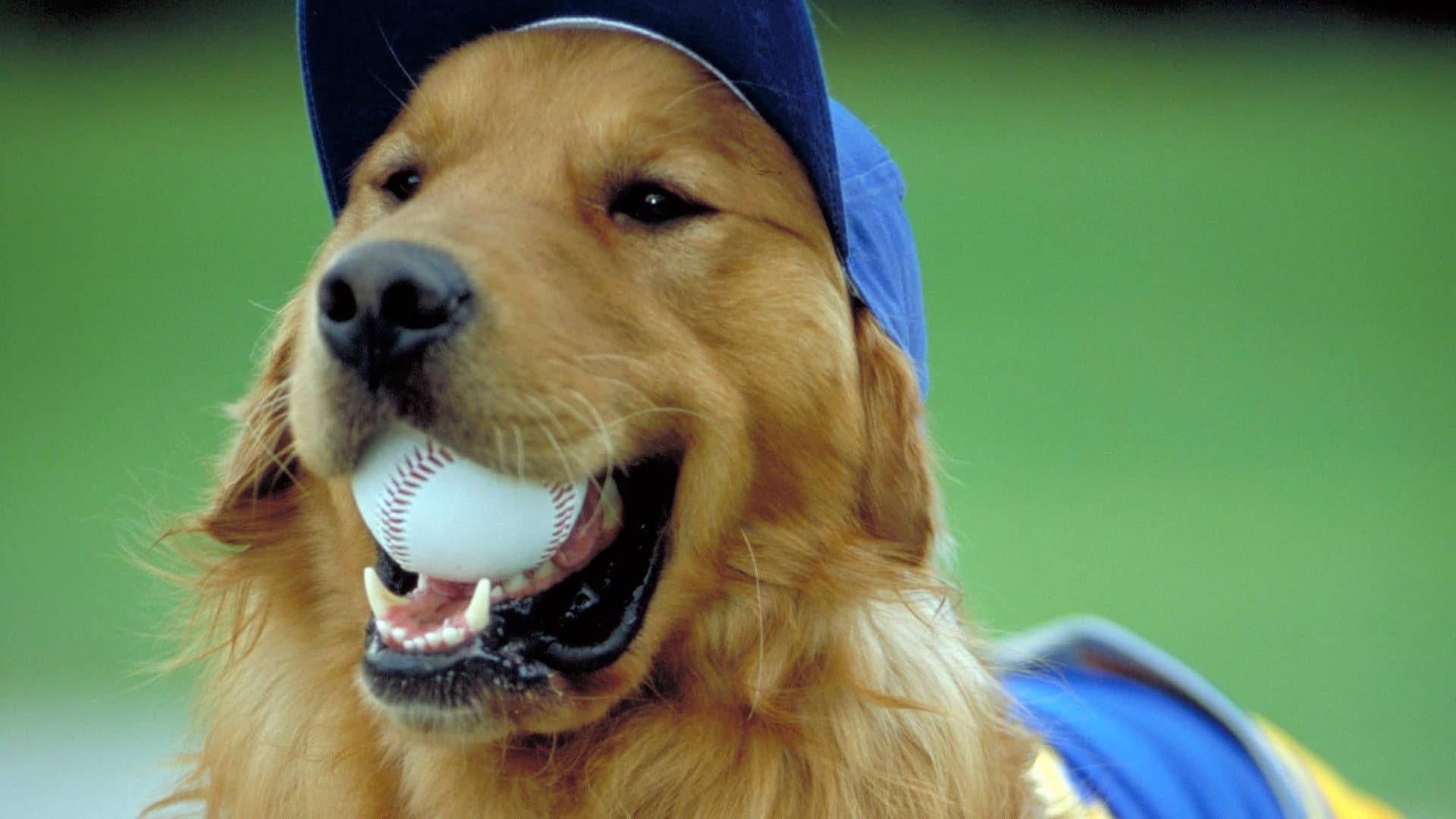Air Bud 4 - Una zampata vincente - immagine