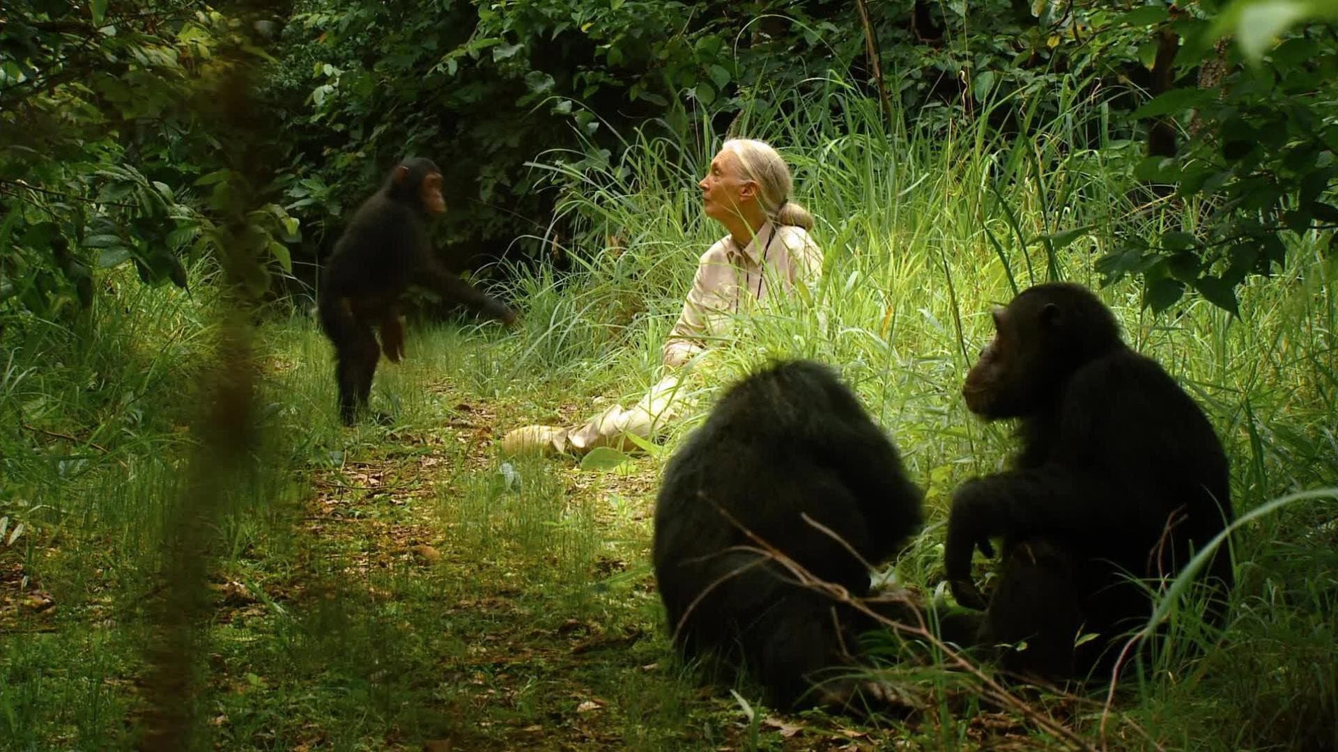 Jane's Journey - immagine