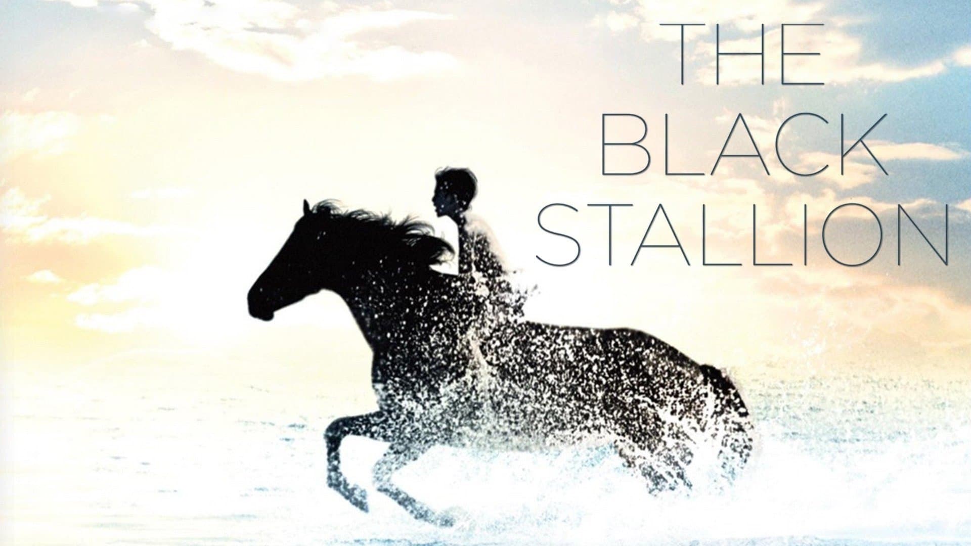 Black Stallion - immagine