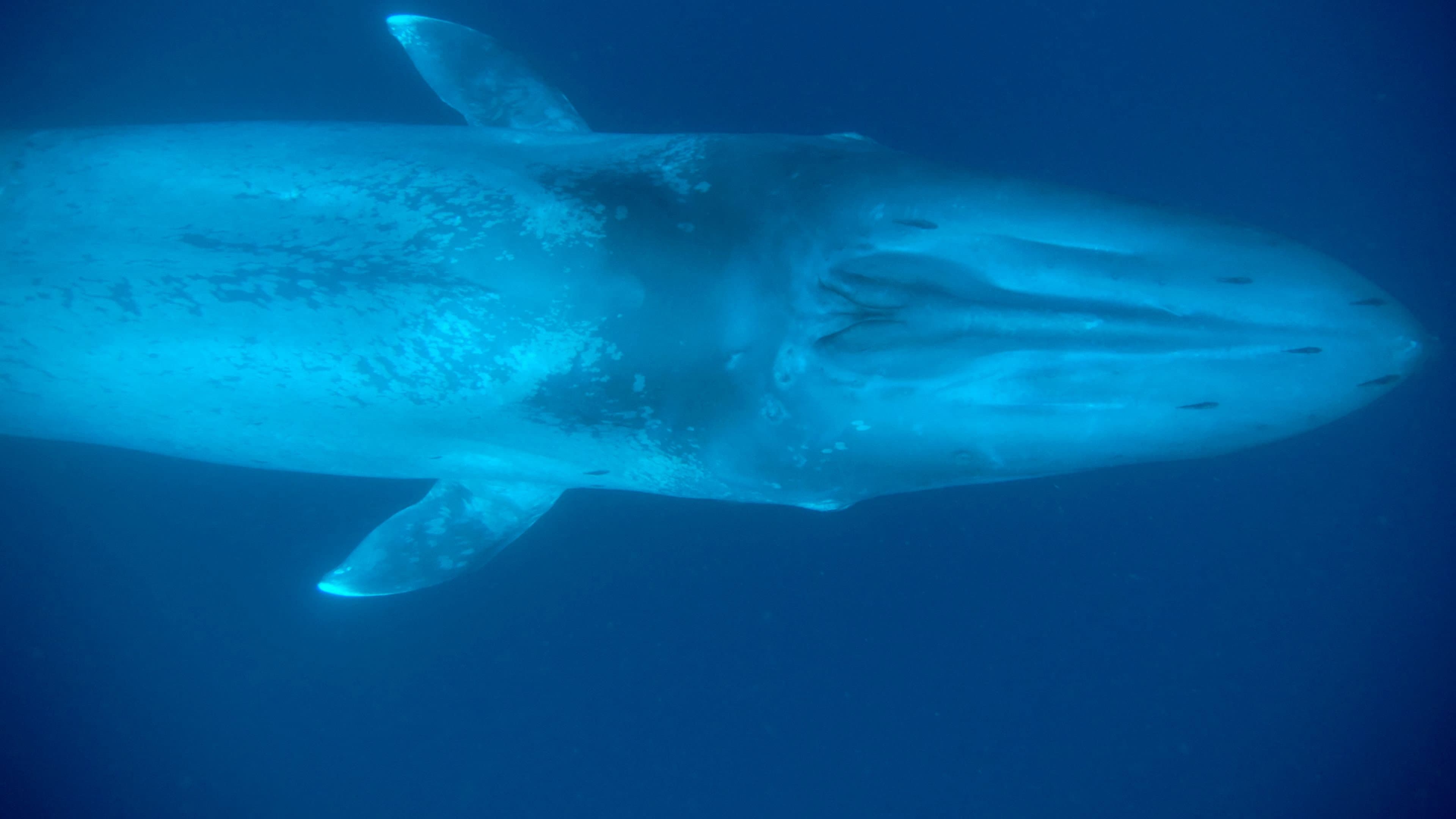 Il gigante fragile - La balena blu - immagine
