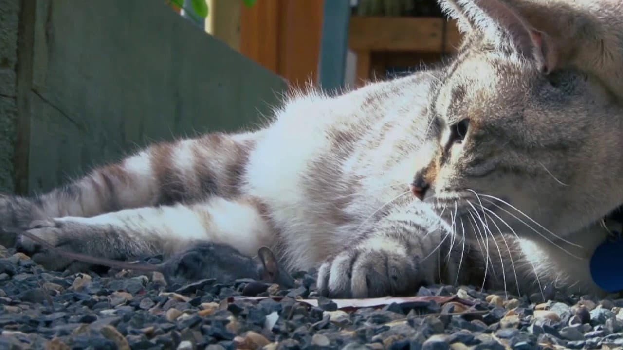 Psycho Pussies: Mad Cat Attacks - immagine