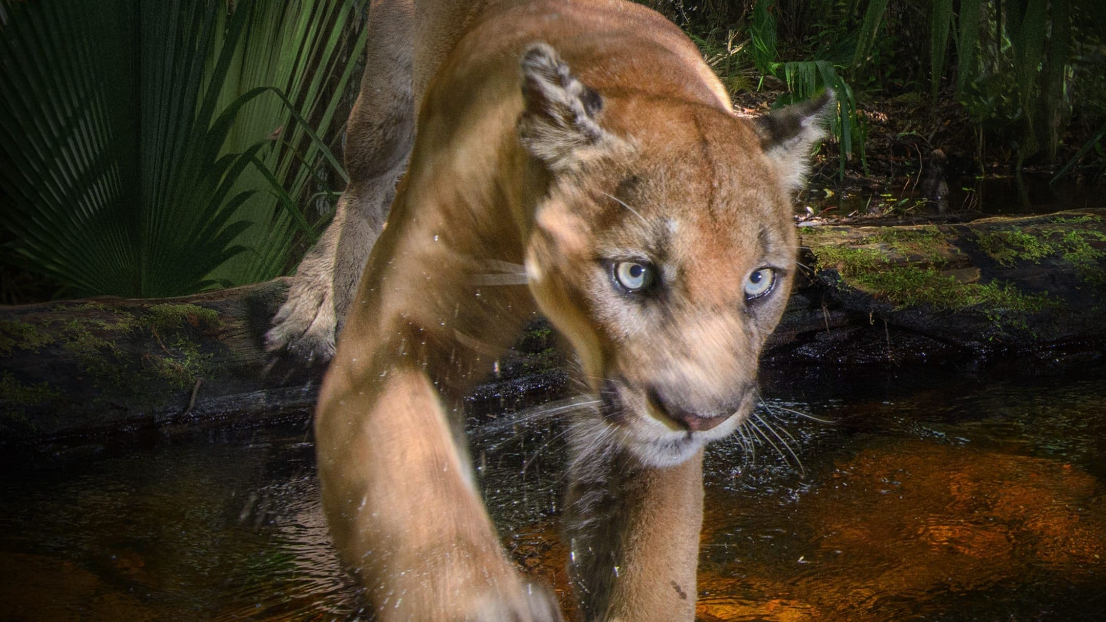 Path of the Panther - immagine