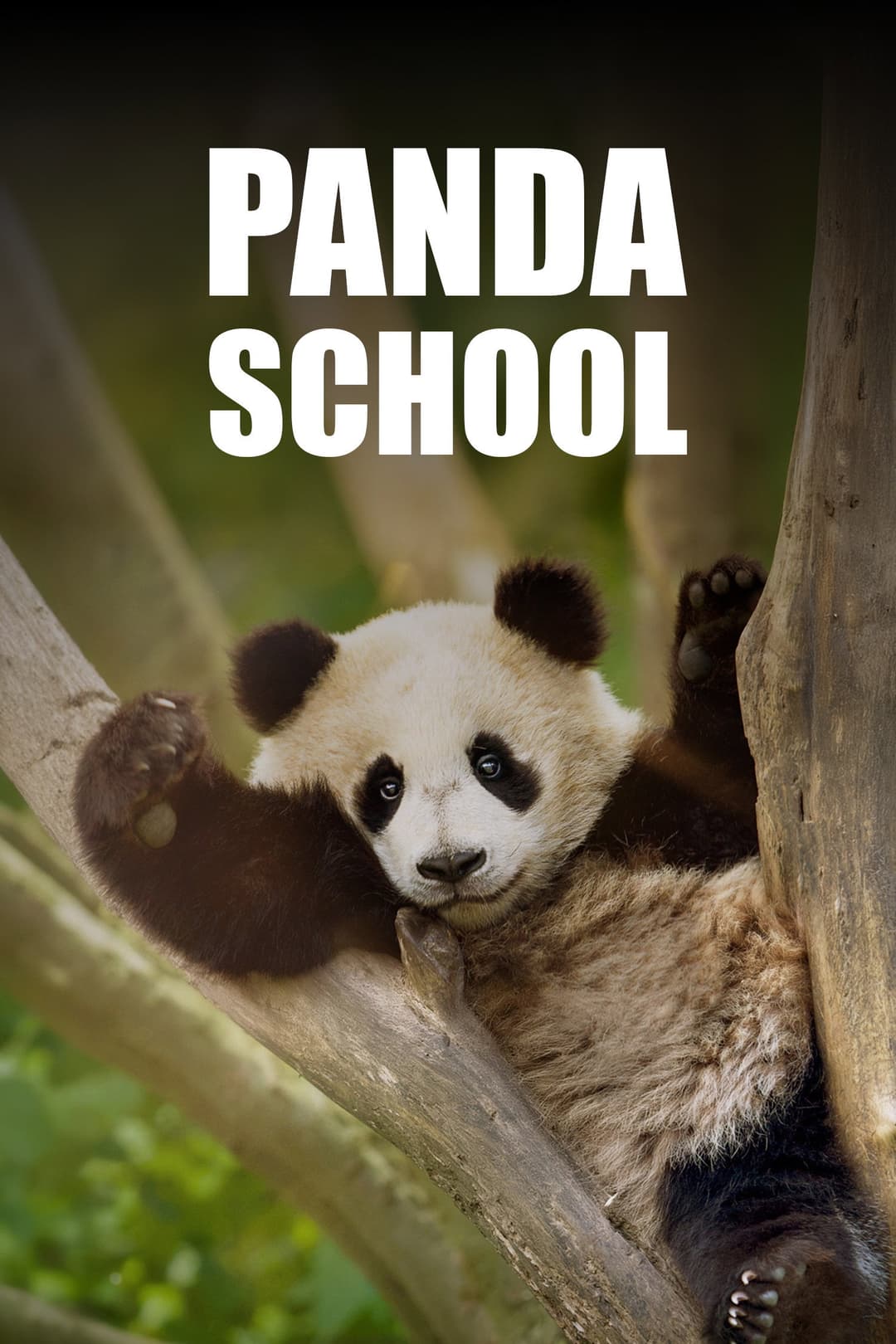 Poster di Panda School