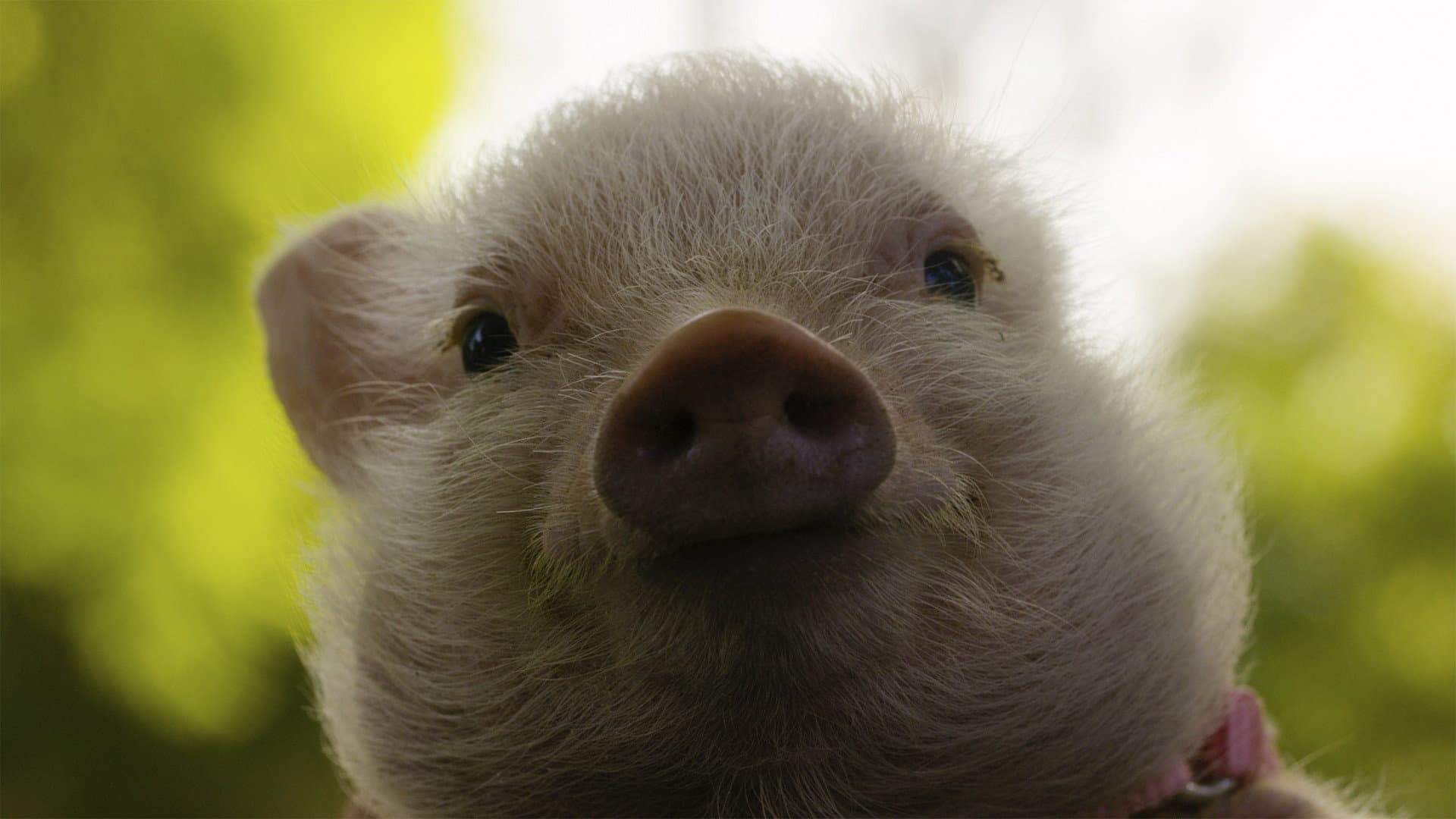Arlo: The Burping Pig - immagine