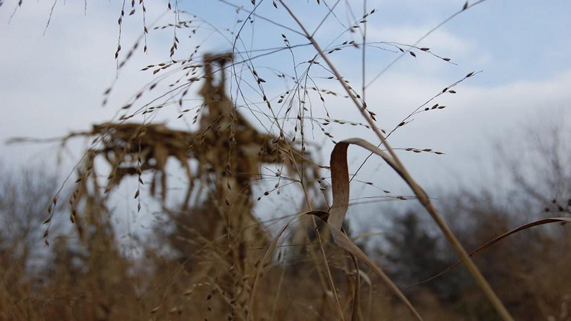 Inferno a Grand Island - immagine